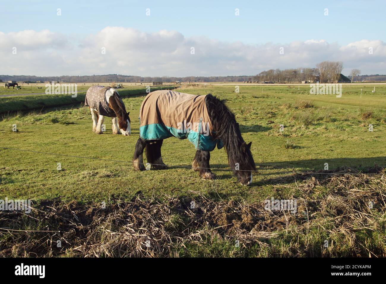 Zwei Pferde auf einer Wiese mit Pferdedecken gegen die Kälte im Dezember. In den Niederlanden in der Nähe des Dorfes Bergen und den Dünen. Stockfoto