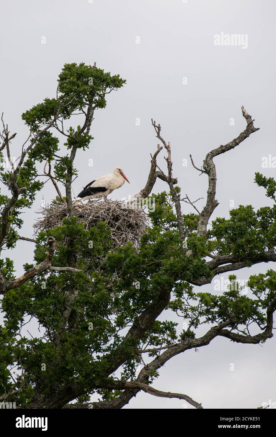 Weißer Storch: Ciconia ciconia. Nisten Sie in Eiche. Knepp Estate, Sussex, Großbritannien. 2020 Stockfoto