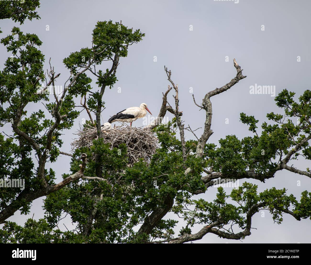 Weißer Storch: Ciconia ciconia. Knepp Estate, Sussex, Großbritannien. 2020 Stockfoto