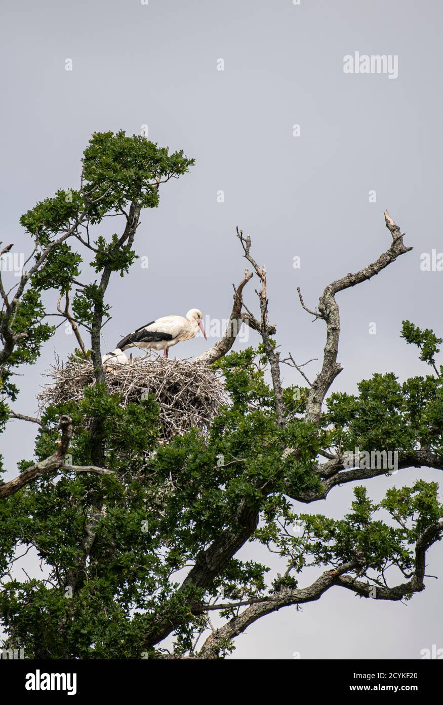 Weißer Storch: Ciconia ciconia. Knepp Estate, Sussex, Großbritannien. 2020 Stockfoto