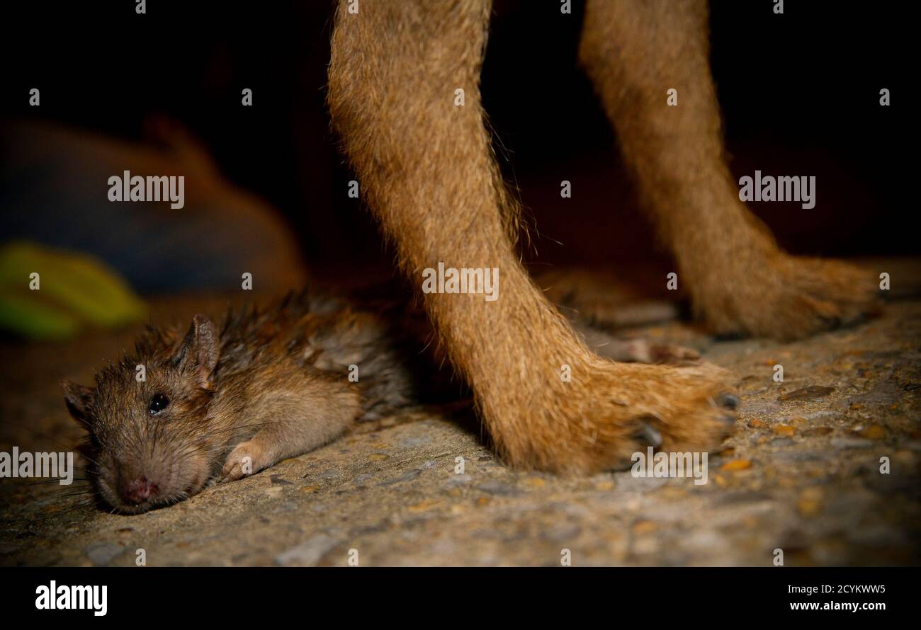 Merlin, ein Border Terrier, steht bei einer toten Ratte, die er während  einer organisierten Rattenjagd auf der Lower East Side von New York City am  25. Juli 2014 tötete. Die Ryders Alley