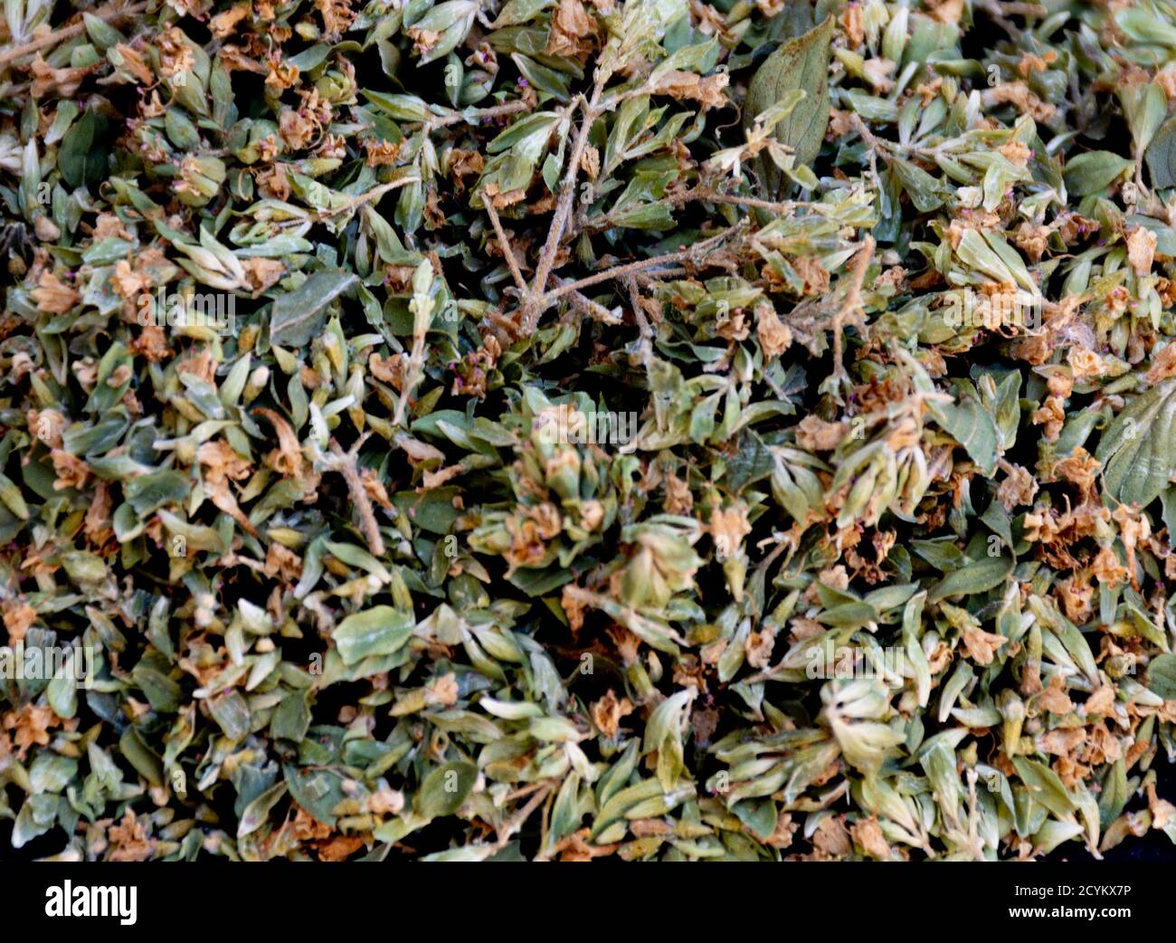 Nahaufnahme des gehackten Oregano Stockfoto