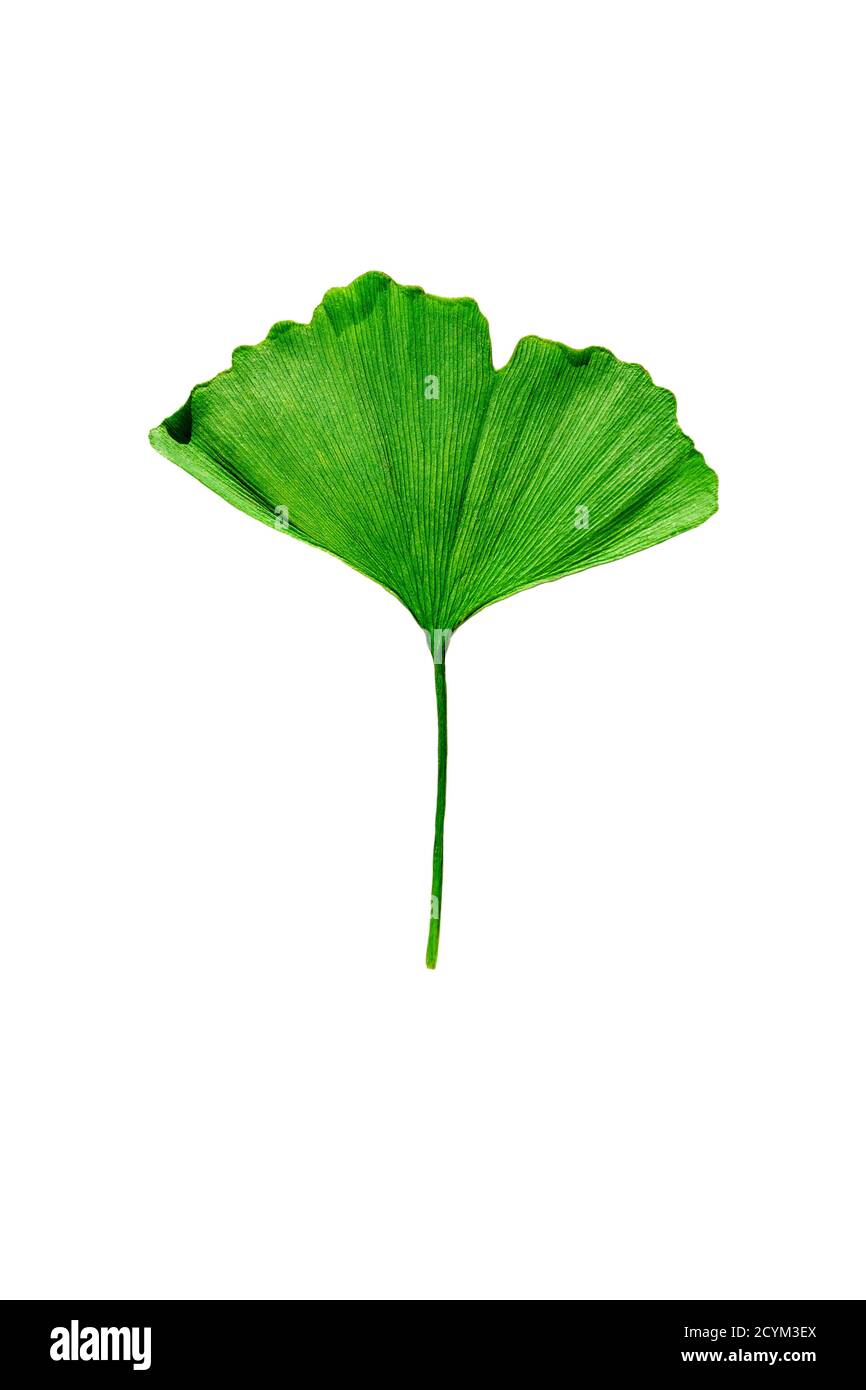 Grünes Blatt von Ginkgo biloba isoliert auf weißem Hintergrund. Beschneidungspfad Stockfoto