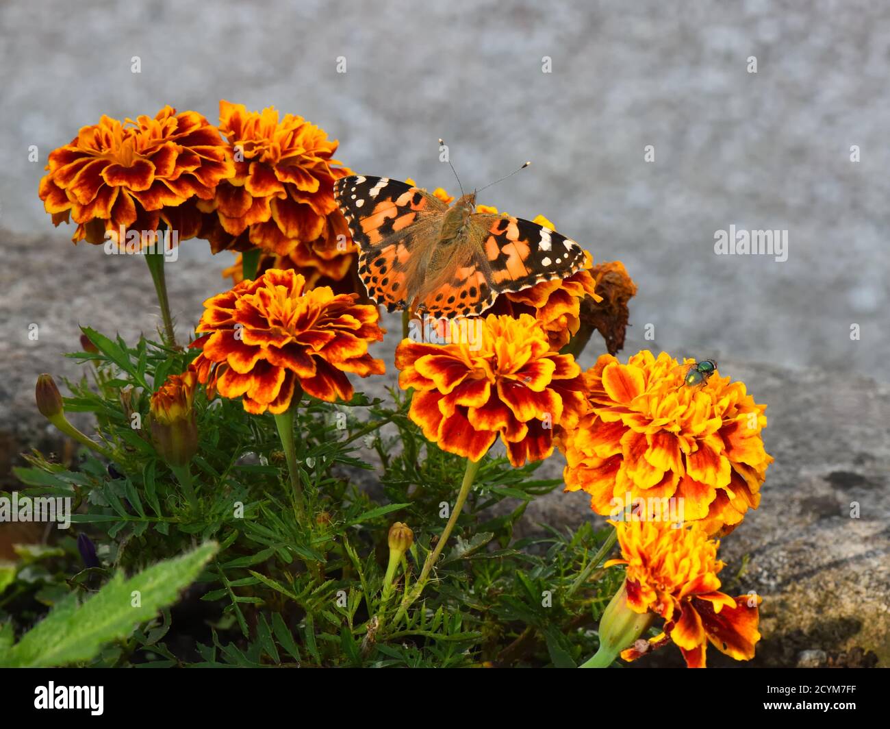 Ein Schmetterling der gemalten Dame (Vanessa cardui), der in einem schottischen Garten Nektar von französischen Marigolds (Tagetes patula) sucht. Stockfoto