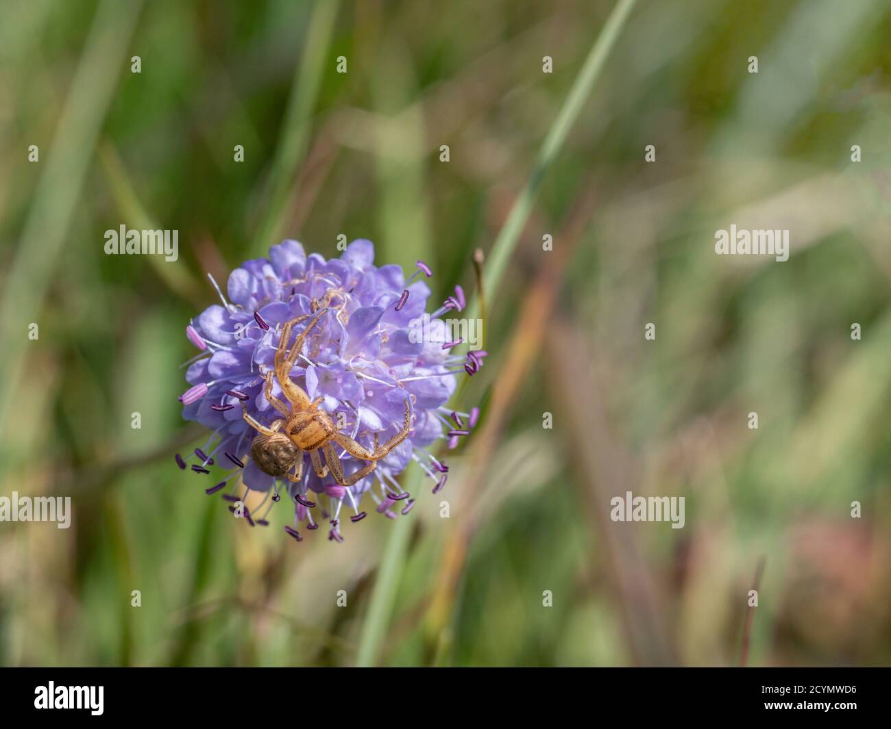 Xysticus aka Crab Spider, Großbritannien. Jagd nach Beute. Stockfoto