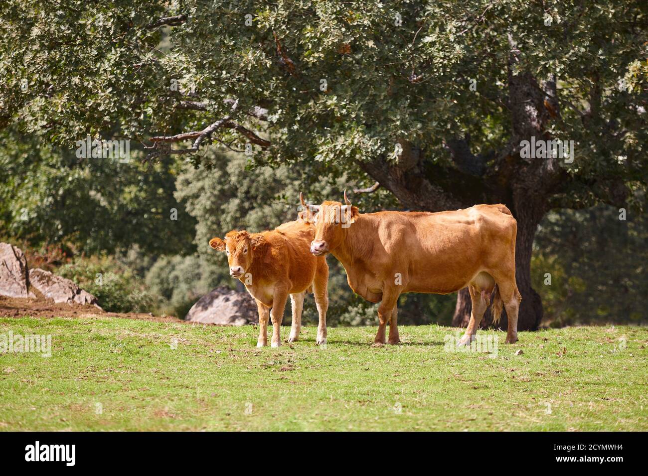 Kuh und ein Kalb grasen auf dem Land. Weide. Landwirtschaft Stockfoto