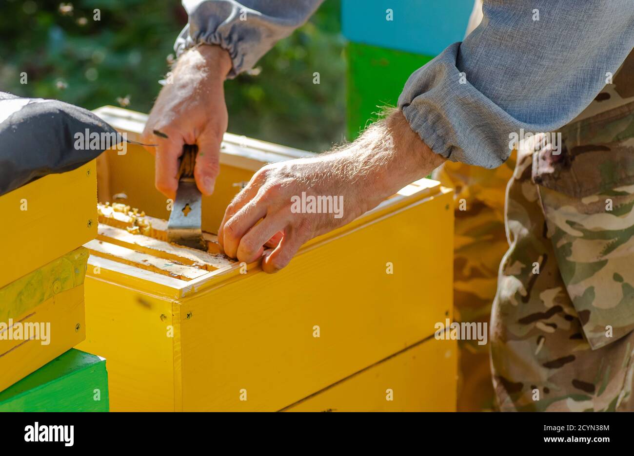 Bienenstöcke in der Pflege von Bienen mit Waben und Honigbienen. Imker öffnete Bienenstock, um einen leeren Rahmen mit Wachs für die Honigernte einzurichten. Stockfoto