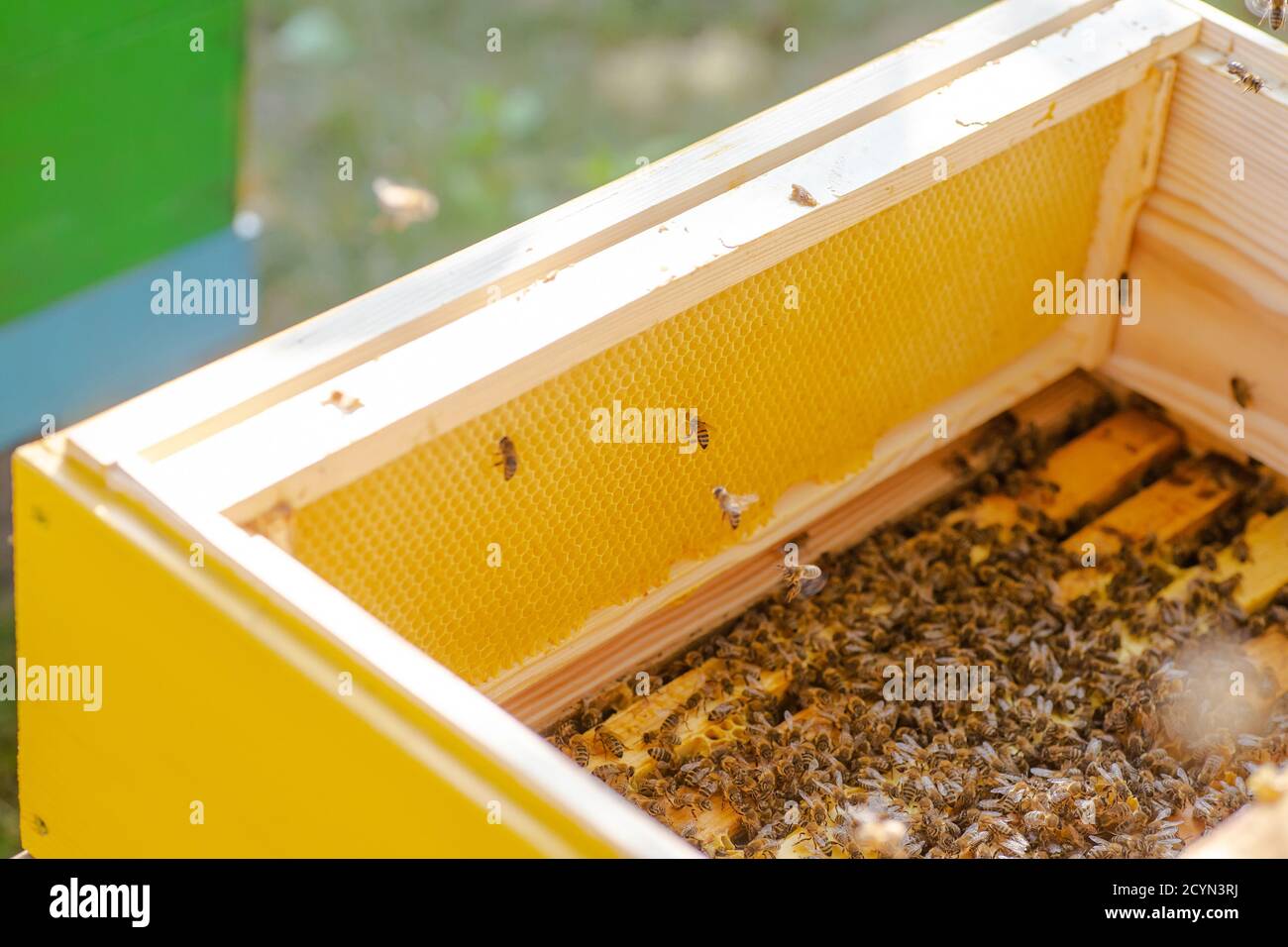 Bienenstöcke in der Pflege von Bienen mit Waben und Honigbienen. Imker öffnete Bienenstock, um einen leeren Rahmen mit Wachs für die Honigernte einzurichten. Stockfoto