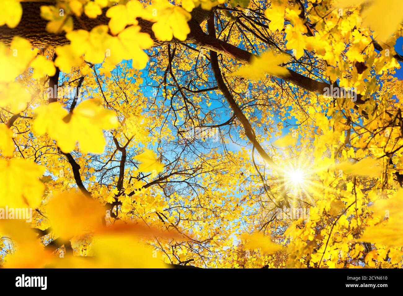 Die Sonne scheint durch Zweige eines Laubbaumes mit gelbem Laub im Herbst, mit blauem Himmel Stockfoto Die Sonne scheint durch Zweige eines Laubbaumes mit gelbem Laub im Herbst, mit blauem Himmel Stockfoto