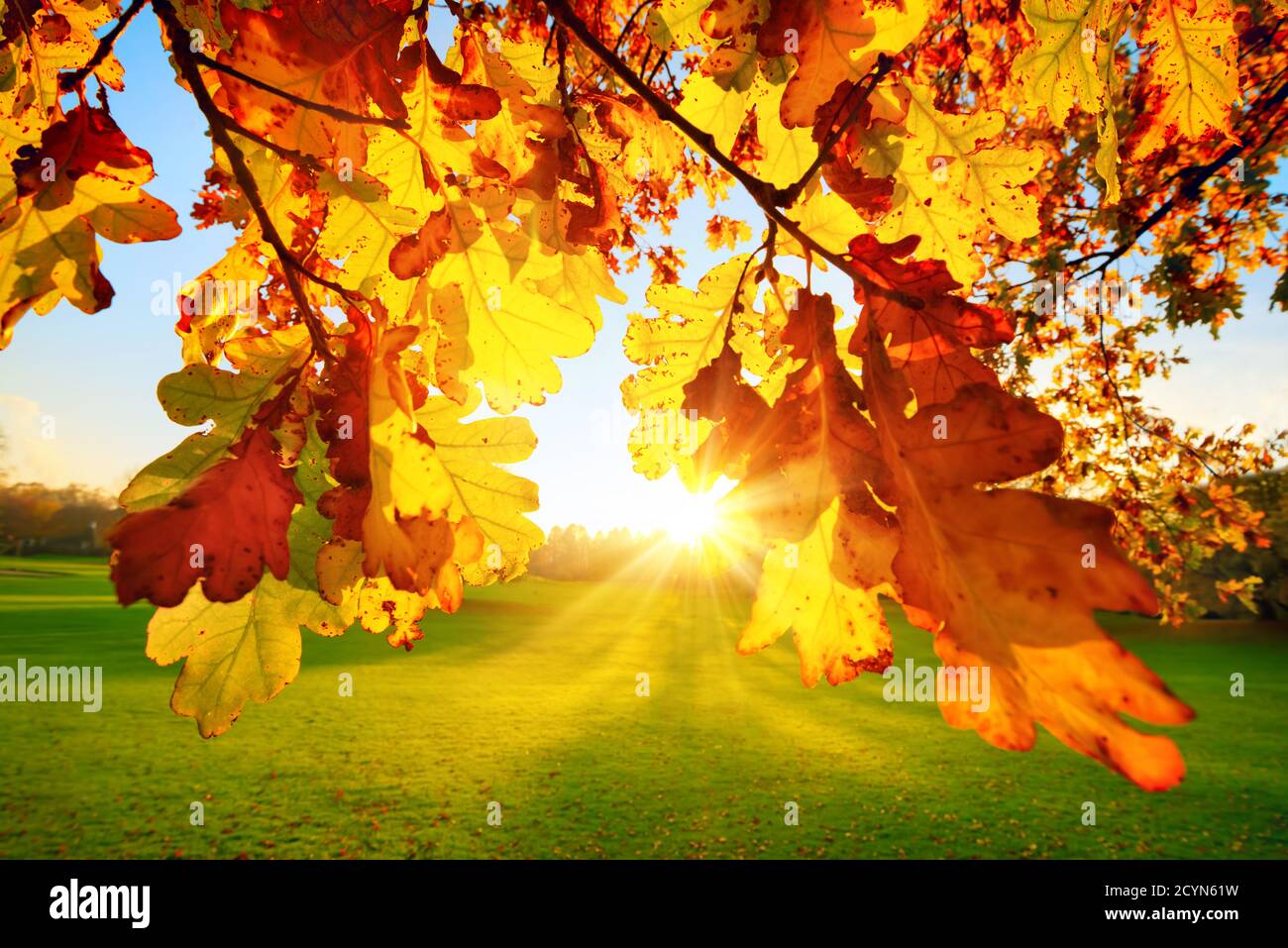 Naturkulisse im Park: Die untergehende Herbstsonne beleuchtet gelbe Eichenblätter auf einer grünen Wiese Stockfoto