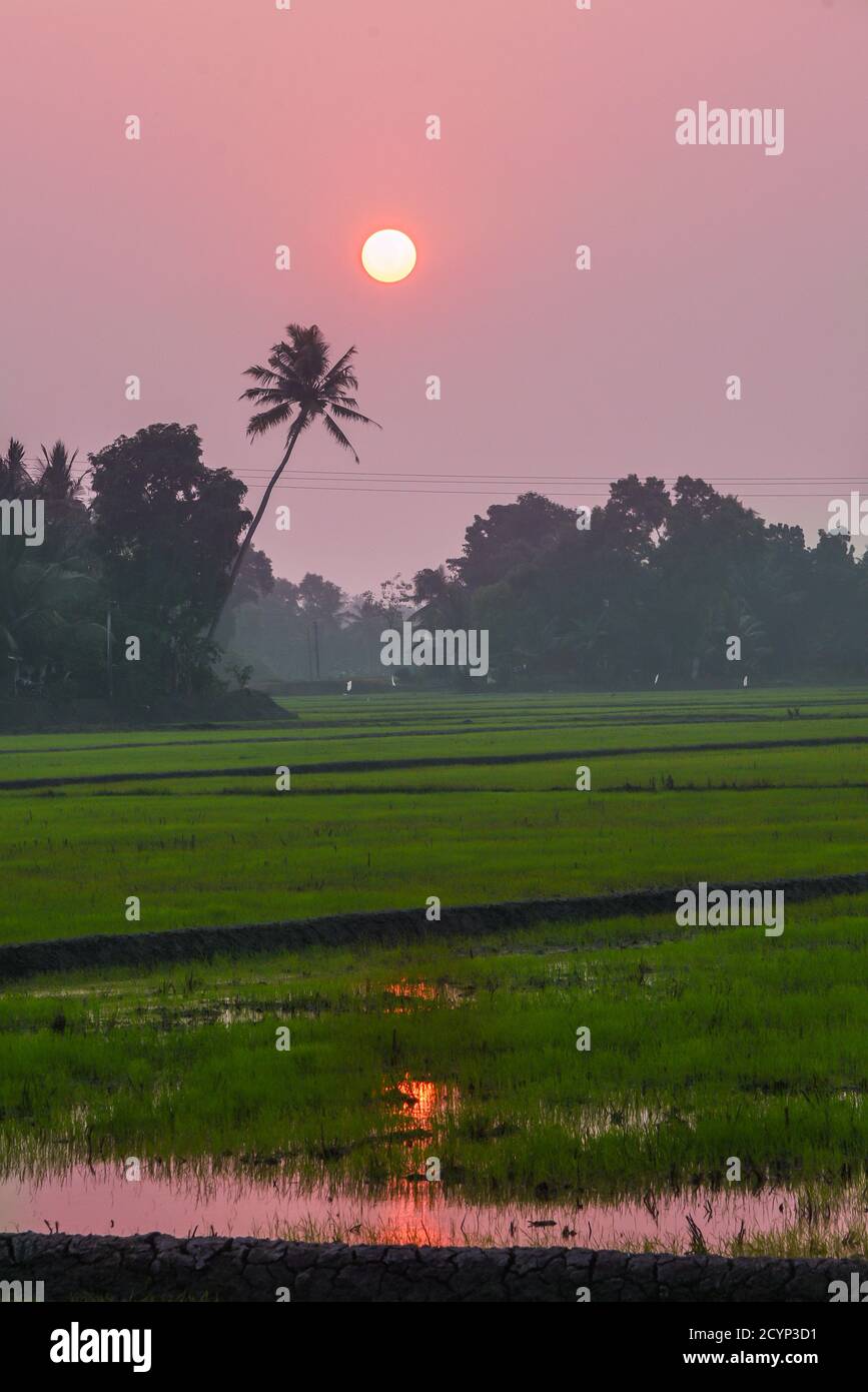 ALAPPUZHA, INDIEN schöner Sonnenuntergang mit üppigen grünen Feld von Paddy Anbau oder indischen Ackerland auf Alleppey Kuttanad Kerala, Stockfoto