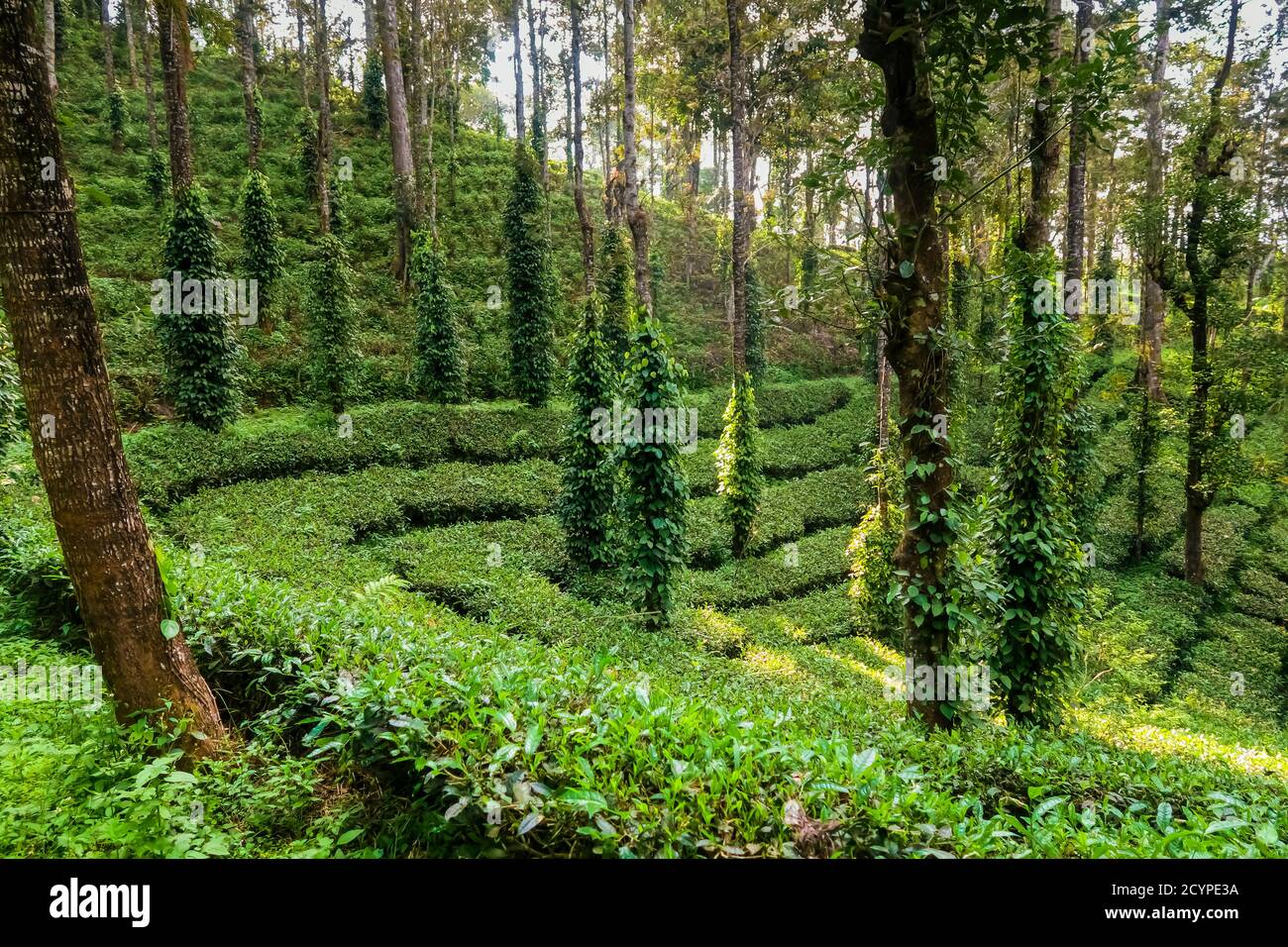 Tee & Pfefferkorn Pflanzen in Familienbesitz 15 Acre Anwesen, Anbau von Gourmet-weißen Tee, Kaffee, Pfeffer, Kardamom; Anachal, Munnar, Kerala, Indien Stockfoto