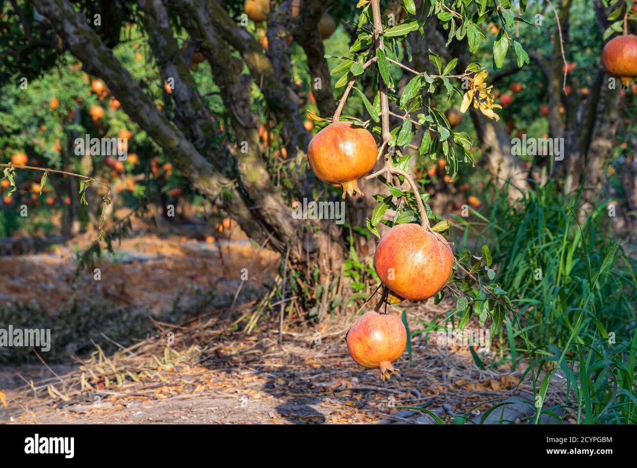 Reifende Früchte eines Granatapfelbaums aus der Nähe auf einem Hintergrund von grünem Laub Stockfoto