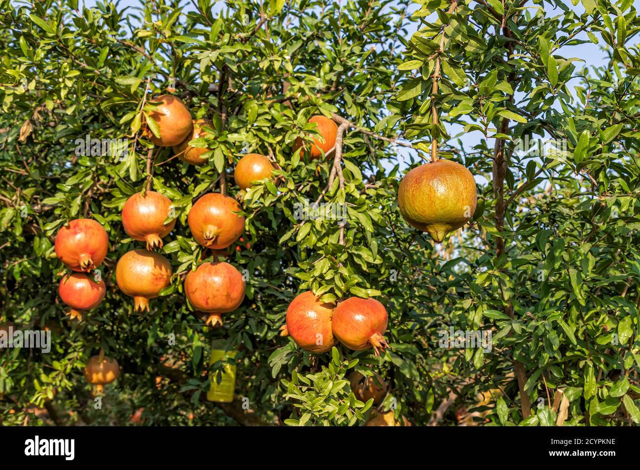 Reifende Früchte eines Granatapfelbaums aus der Nähe auf einem Hintergrund von grünem Laub Stockfoto