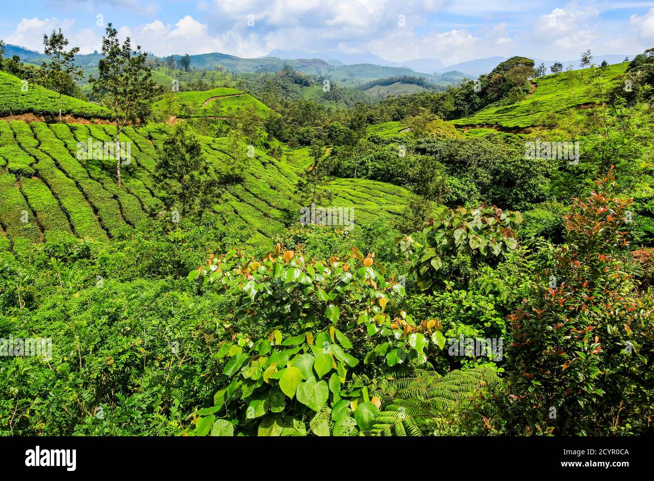 Teebush bedeckten Hänge bei Lakshmi Tee Anwesen in den Kannan Devan Hills westlich von Munnar, der wichtigsten Tee Anbauregion; Lakshmi, Munnar, Kerala, Indien Stockfoto