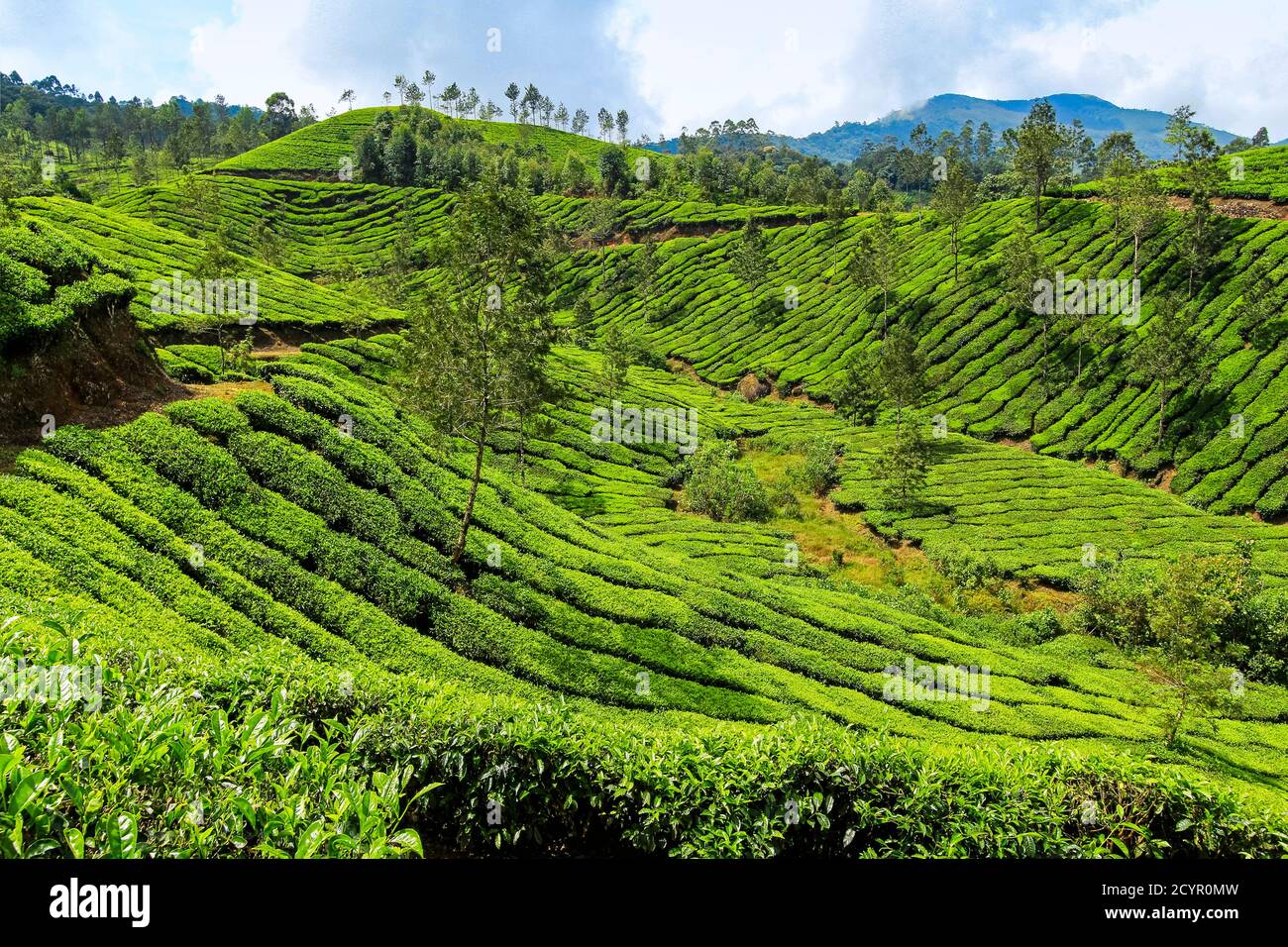 Teebush bedeckten Hänge bei Lakshmi Tee Anwesen in den Kannan Devan Hills westlich von Munnar, der wichtigsten Tee Anbauregion; Lakshmi, Munnar, Kerala, Indien Stockfoto