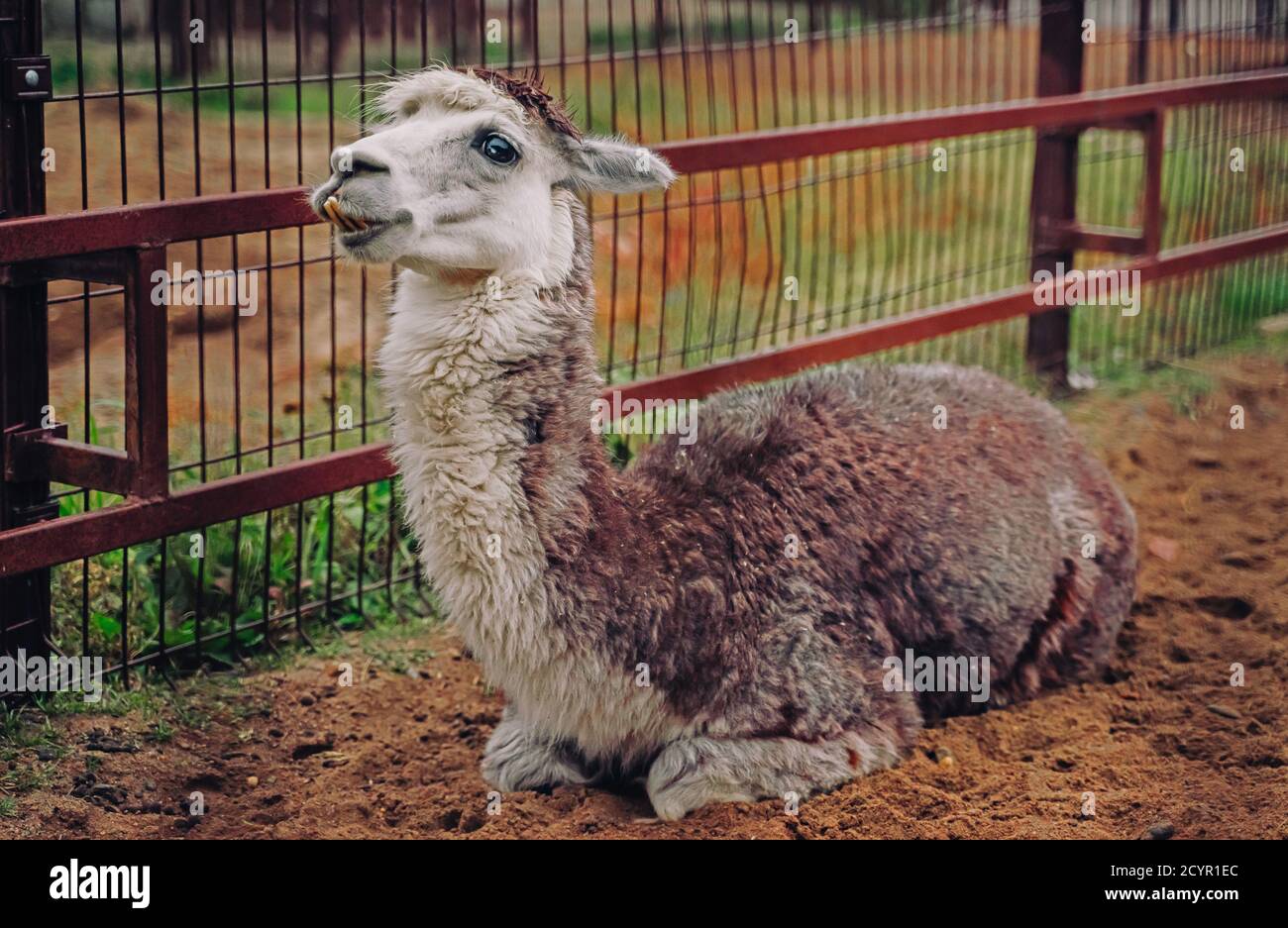 Lama glama ruht im Zoo. Izhevsk Zoo, Russland. Stockfoto