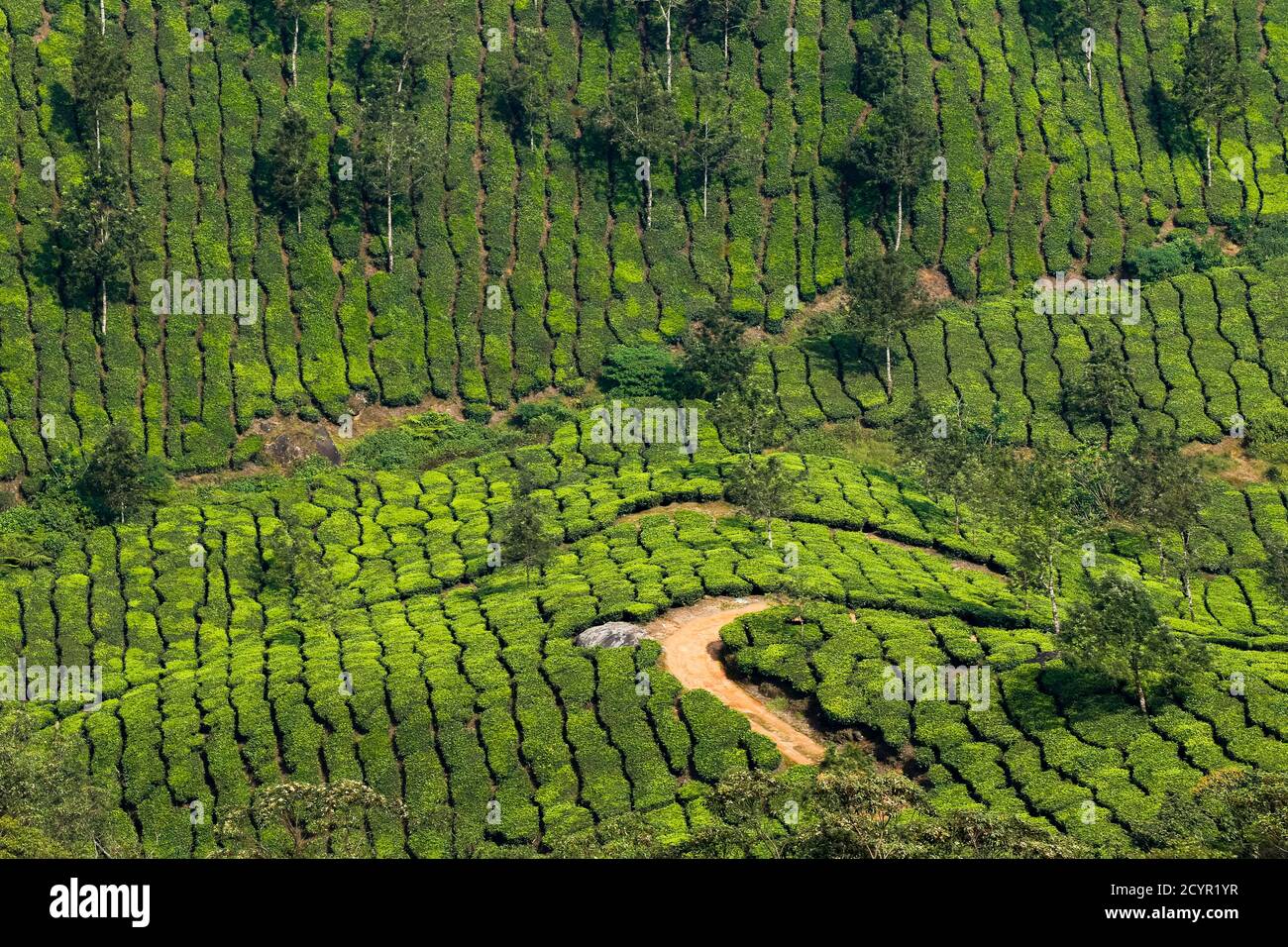 Teebush bedeckten Hänge bei Lakshmi Tee Anwesen in den Kannan Devan Hills westlich von Munnar, der wichtigsten Tee Anbauregion; Lakshmi, Munnar, Kerala, Indien Stockfoto