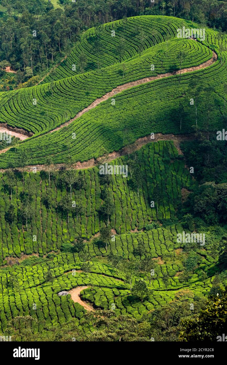 Teebush bedeckten Hänge bei Lakshmi Tee Anwesen in den Kannan Devan Hills westlich von Munnar, der wichtigsten Tee Anbauregion; Lakshmi, Munnar, Kerala, Indien Stockfoto