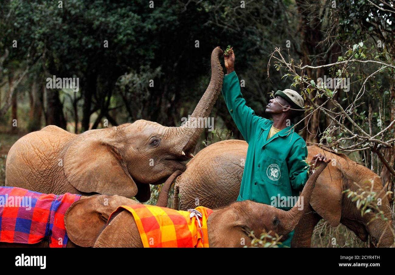 Ein echtes Juwel speist eine verwaiste Baby-Elefanten im David Sheldrick Elefanten-Waisenhaus in Nairobi-Nationalpark in der Nähe von Kenias Hauptstadt Nairobi 6. August 2014. Das Waisenhaus unter David Sheldrick Wildlife Trust wird von Daphne Sheldrick, Ehefrau des verstorbenen berühmten Naturforscher David William Sheldrick betrieben. Die verwaisten Elefanten, ausgelöst durch das Vertrauen werden zurückgegeben werden, an die letztern Elefantenpopulation im Tsavo National Park, wo David die Gründer-Chefin von 1948 bis 1976, wenn sie Reifen war, in der Regel zwischen acht bis 10 Jahre alt. REUTERS/Thomas Mukoya (Kenia - Tags: Gesellschaft, Umwelt Stockfoto