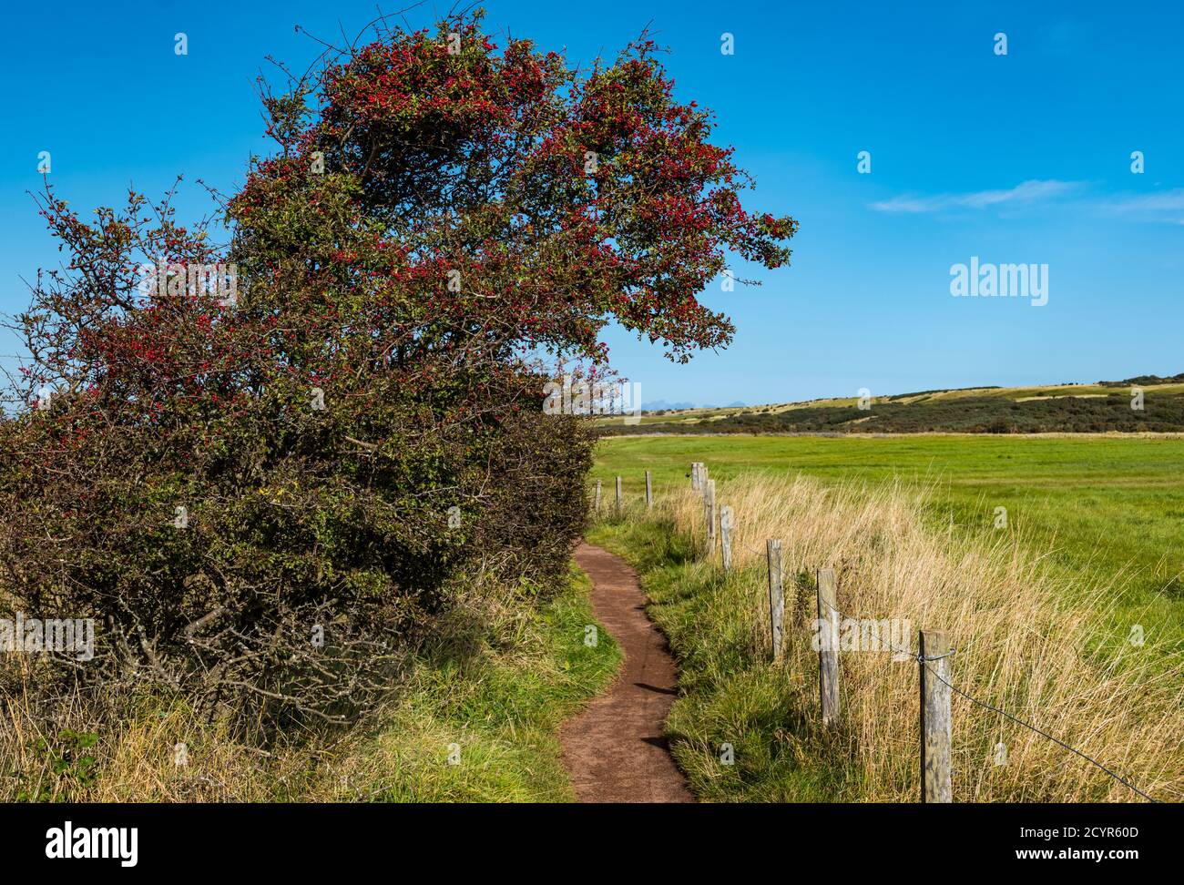 Aberlady Nature Reserve, East Lothian, Schottland, Großbritannien, 2. Oktober 2020. UK Wetter: Ein schöner sonniger Tag. Ein Weißdornbusch mit roten Beeren entlang des Fußweges Stockfoto