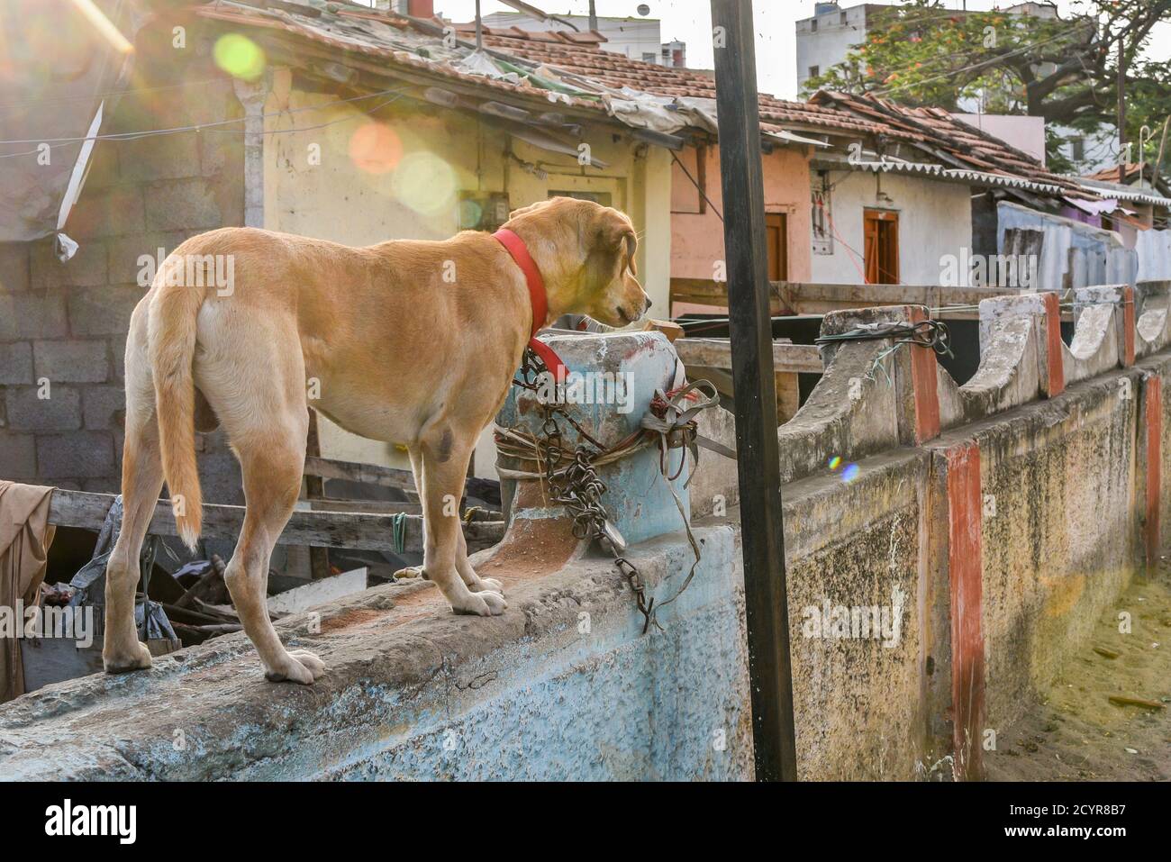 TAMIL NADU, INDIEN - Hund oder Haustier Tier in schlechtem Lebenszustand stehend gebunden an eine zusammengesetzte Wand in einem Slum in Coimbatore. Stockfoto