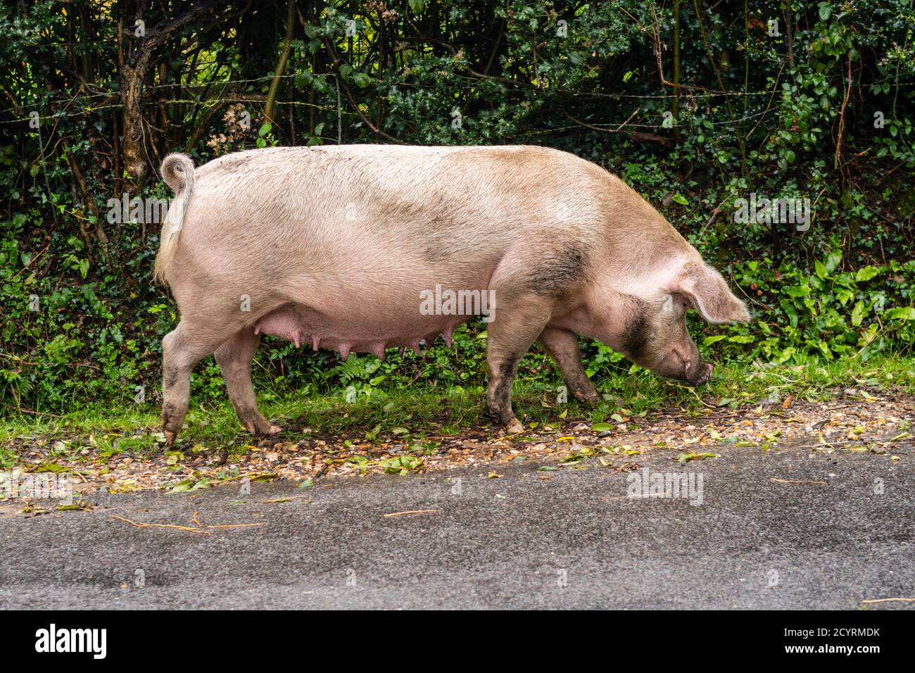 Schwein, in der Pannage-Saison freigesetzt, nach Nüssen und Insekten, Brook, New Forest, Hampshire, Großbritannien, Oktober. Stockfoto