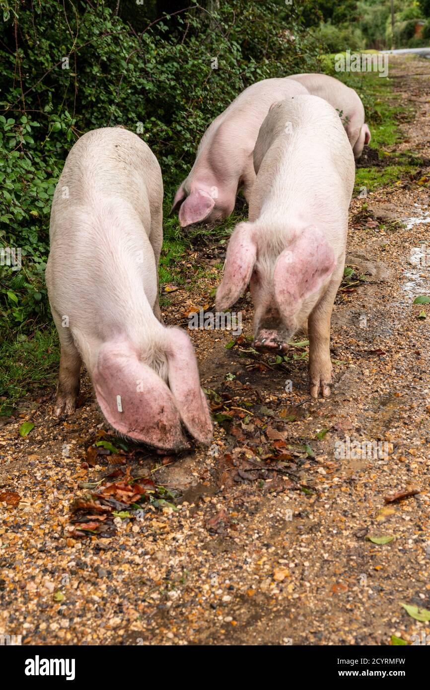 Schweine, die während der Pannage-Saison freigesetzt wurden, um Eicheln und andere Nüsse zu essen, die auf dem Boden liegen oder mit Schnauzen ausgraben müssen, Brook, New Forest, Hampshire, Großbritannien, Oktober, Herbst. Stockfoto