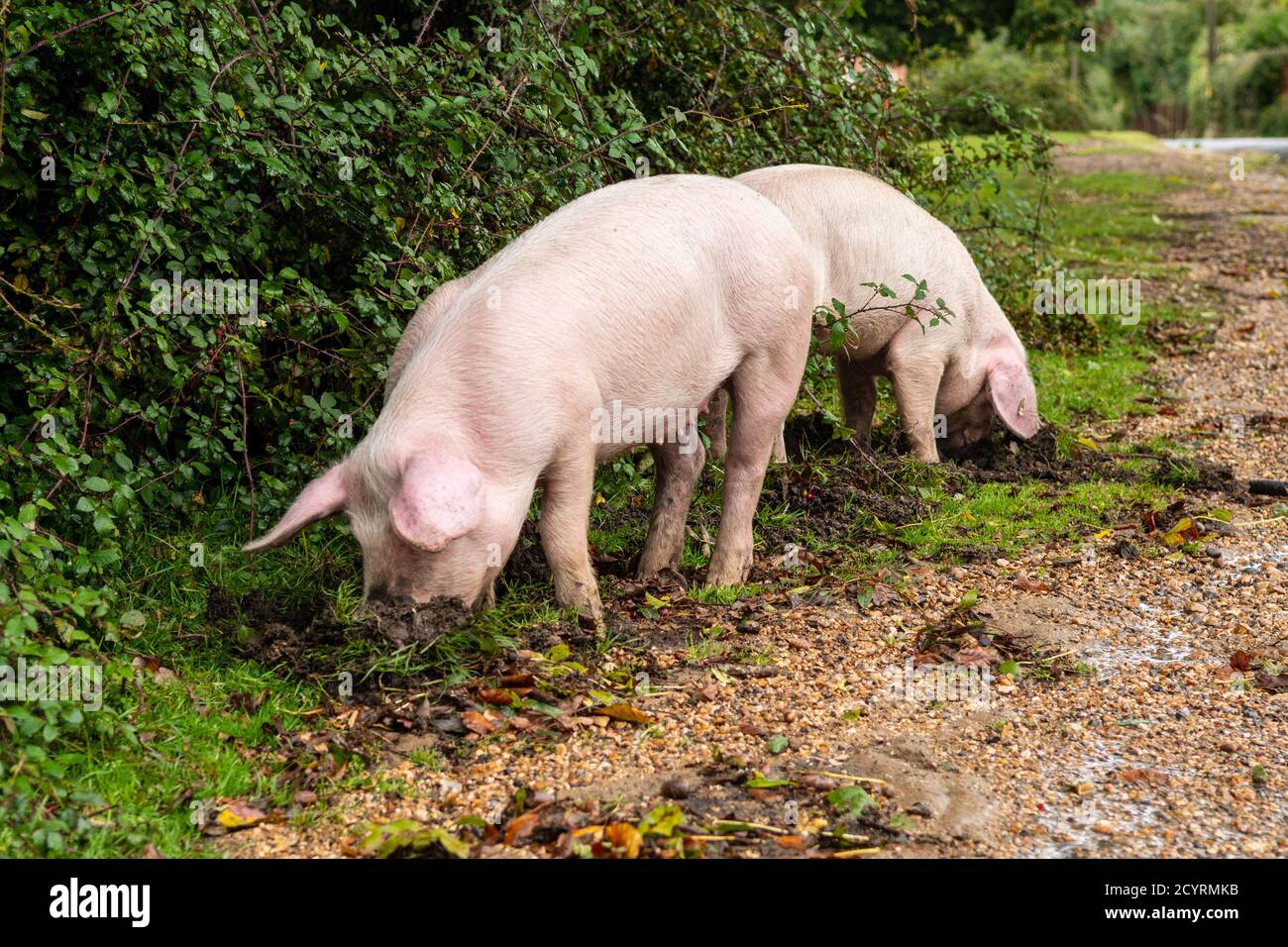 Schweine, die während der Pannage-Saison freigesetzt wurden, um Eicheln und andere Nüsse zu essen, die auf dem Boden liegen oder mit Schnauzen ausgraben müssen, Brook, New Forest, Hampshire, Großbritannien, Oktober, Herbst. Stockfoto