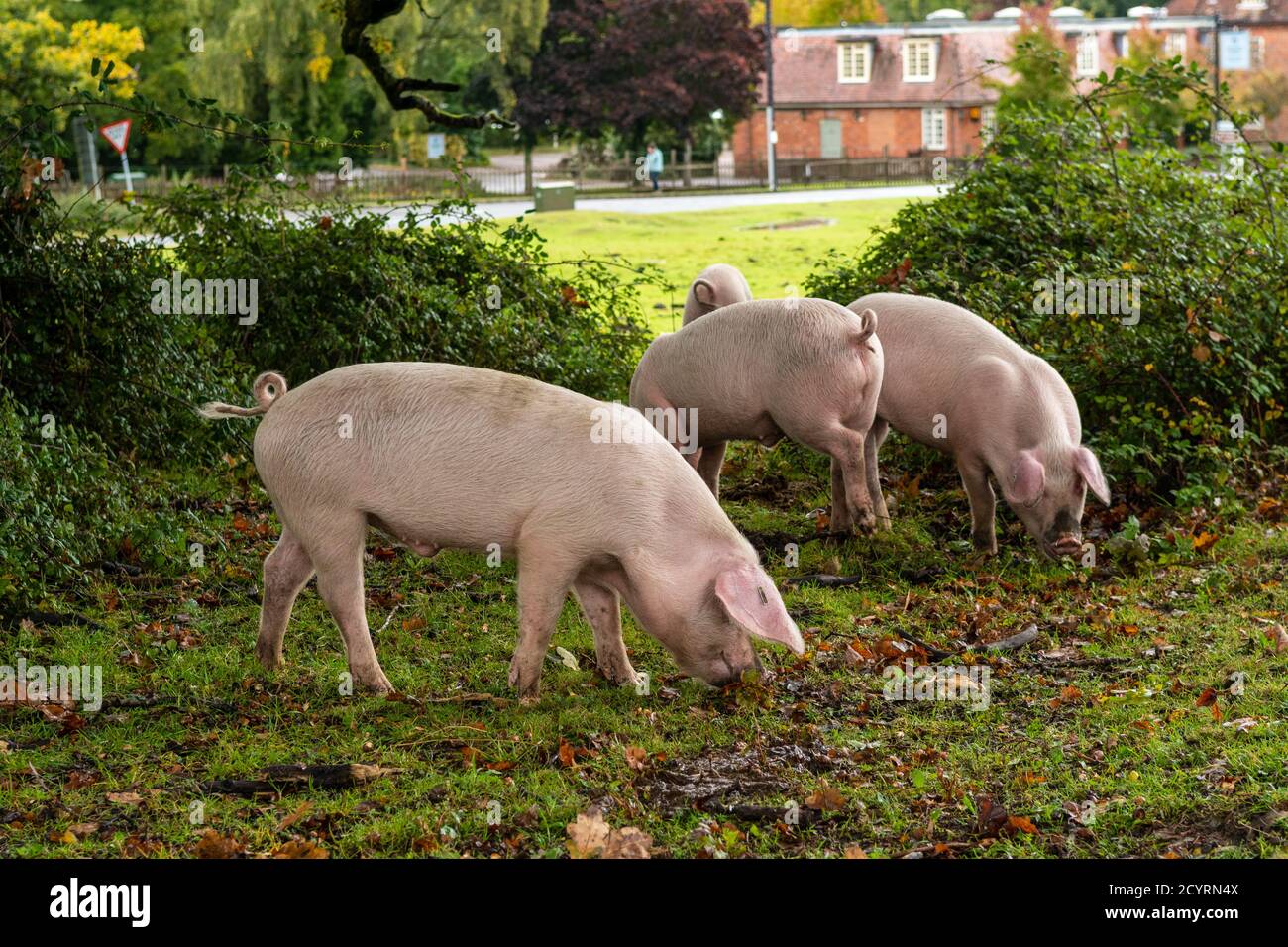 Schweine, die während der Pannage-Saison freigesetzt wurden, um Eicheln und andere Nüsse zu essen, die auf dem Boden liegen oder mit Schnauzen ausgraben müssen, Brook, New Forest, Hampshire, Großbritannien, Oktober, Herbst. Stockfoto