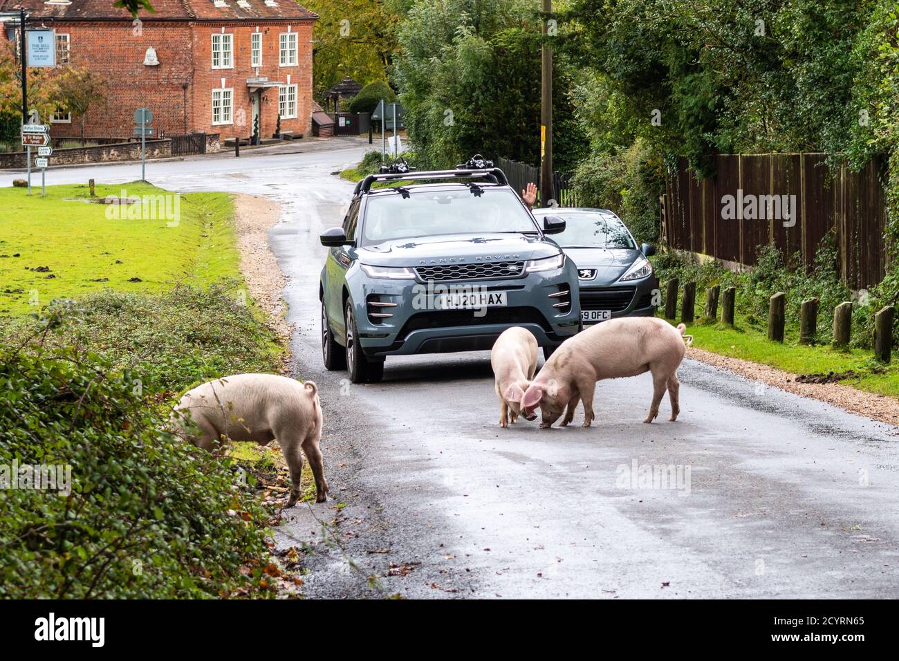Schweine, die während der Pannage-Saison auf einer Straße unterwegs sind, freigesetzt, um Eicheln und andere Nüsse zu essen, die auf dem Boden liegen oder mit Schnauzen ausgraben müssen, Brook, New Forest, Hampshire, Großbritannien, Oktober, Herbst. Stockfoto
