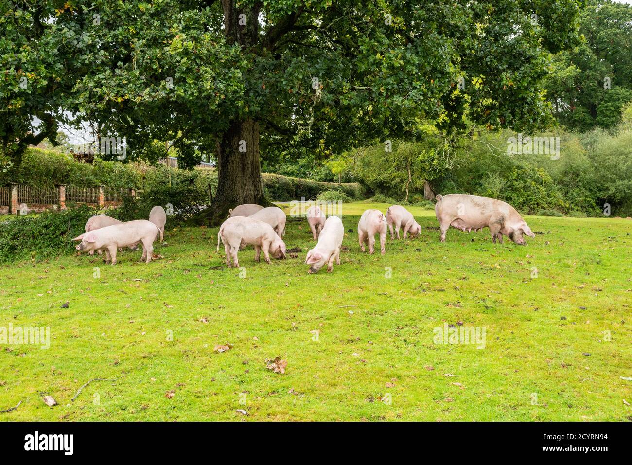 Schweine, die während der Pannage-Saison freigesetzt wurden, um Eicheln und andere Nüsse zu essen, die auf dem Boden liegen oder mit Schnauzen ausgraben müssen, Brook, New Forest, Hampshire, Großbritannien, Oktober, Herbst. Stockfoto