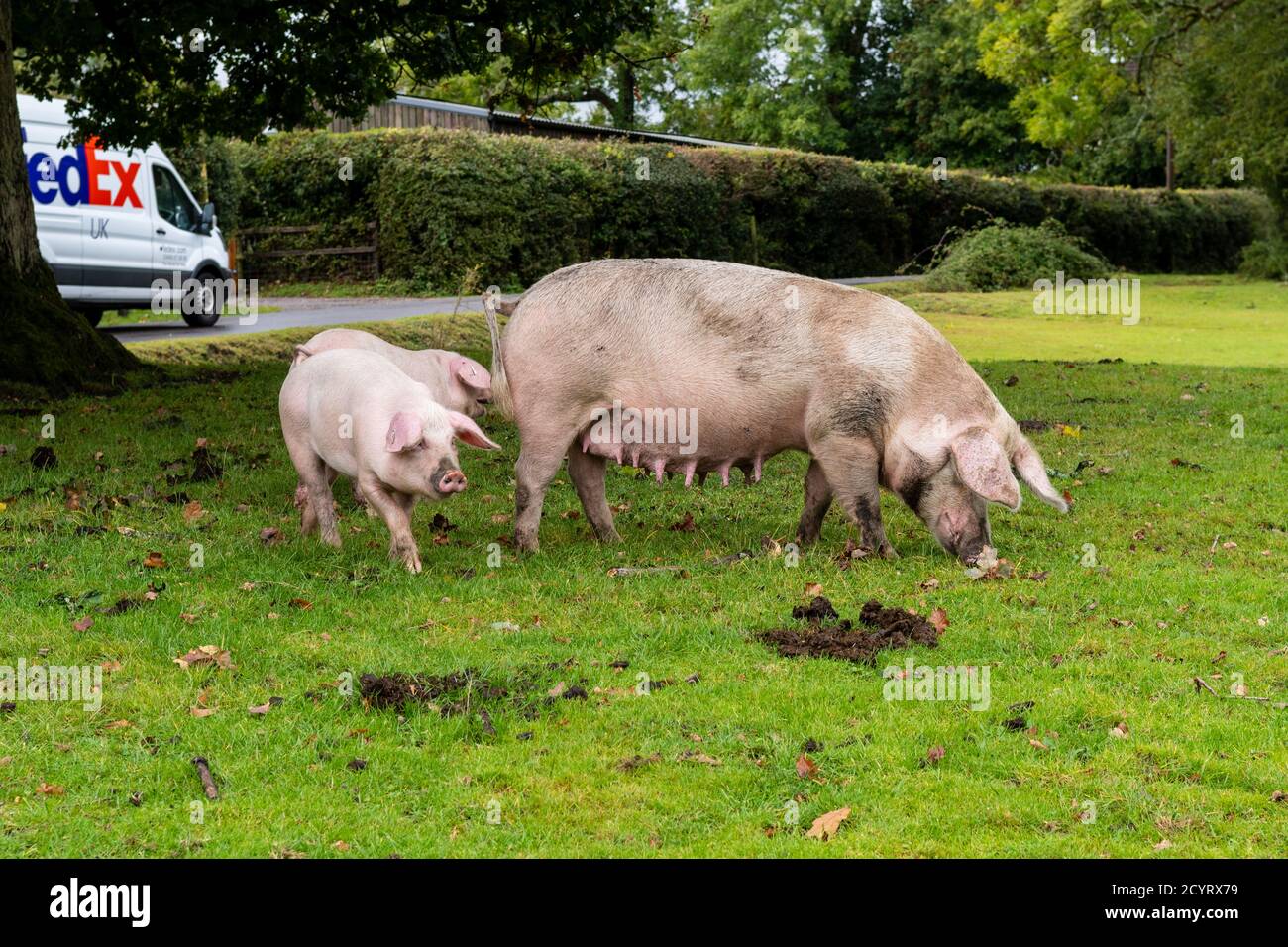 Schweine, die während der Pannage-Saison freigesetzt wurden, um Eicheln und andere Nüsse zu essen, die auf dem Boden liegen oder mit Schnauzen ausgraben müssen, Brook, New Forest, Hampshire, Großbritannien, Oktober, Herbst. Stockfoto