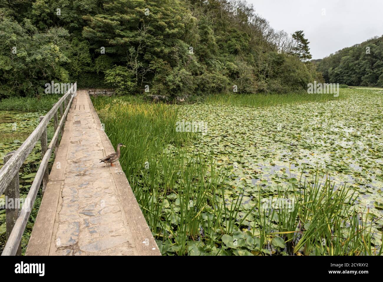 Ein Damm führt die Besucher über die Seerosen in Bosherston Lily Ponds, Pembrokeshire, South Wales Stockfoto