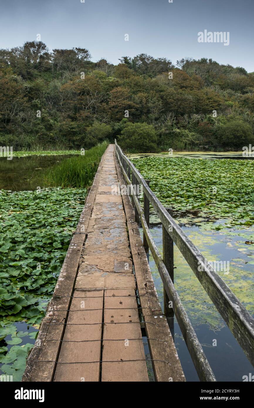 Ein Damm führt die Besucher über die Seerosen in Bosherston Lily Ponds, Pembrokeshire, South Wales Stockfoto