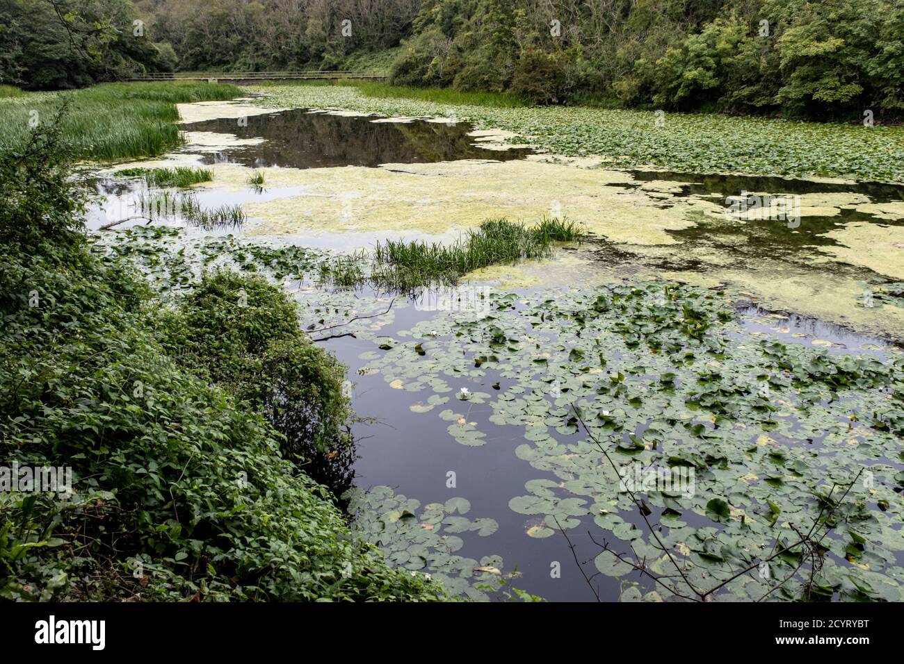 Bosherston Lily Ponds, Pembrokeshire, Südwales Stockfoto