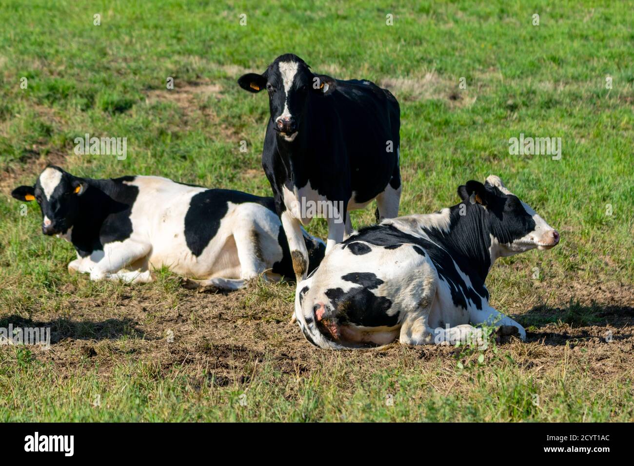 Gruppe von holstein-Kühen auf der Weide Stockfoto