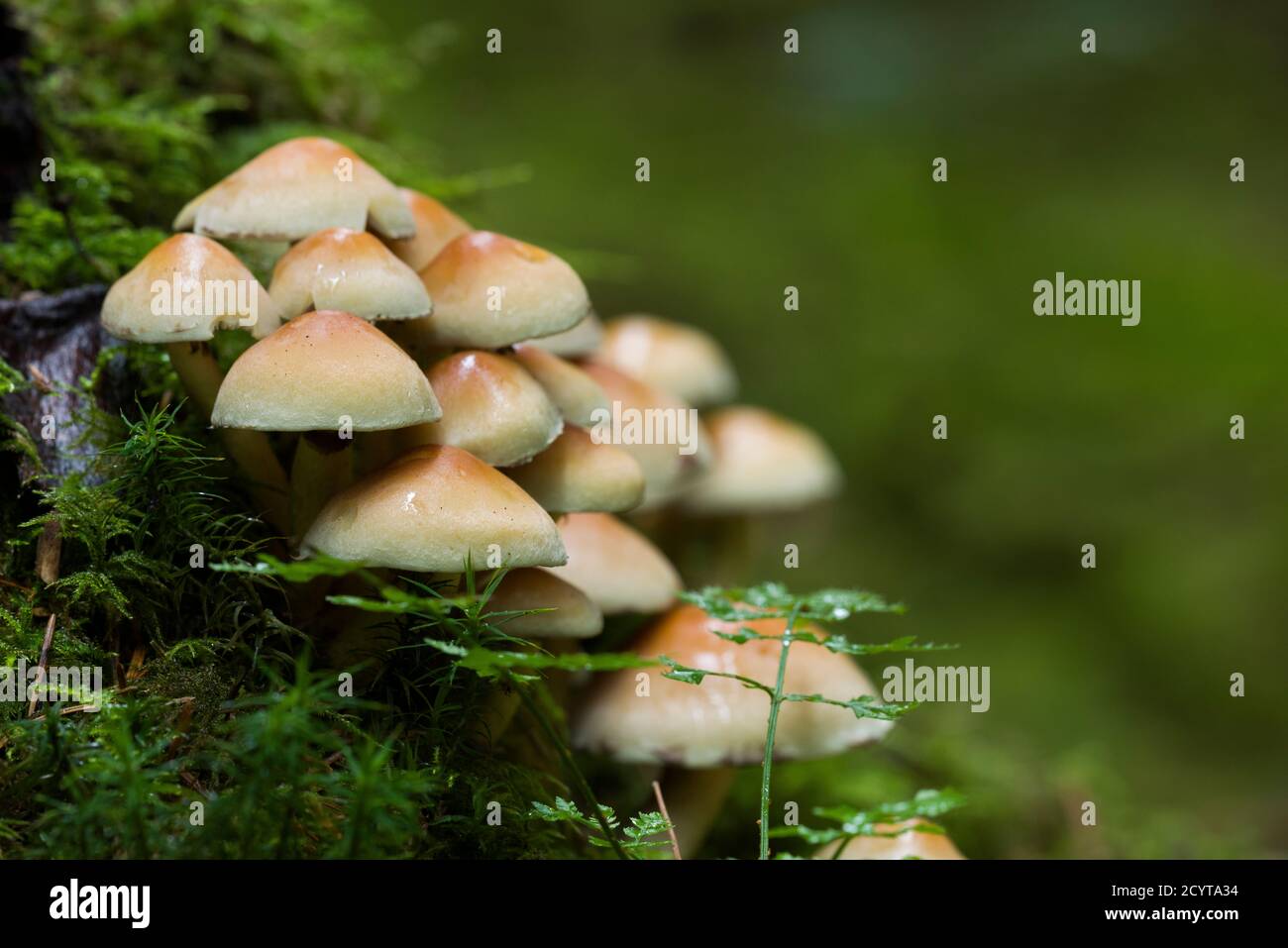 Schwefeltuft (Hypholoma fasciculare) Pilze, oder geclusterte Woodlover, auf einem moosbedeckten Baumstumpf in einem Wald in den Mendip Hills, Somerset, England. Stockfoto