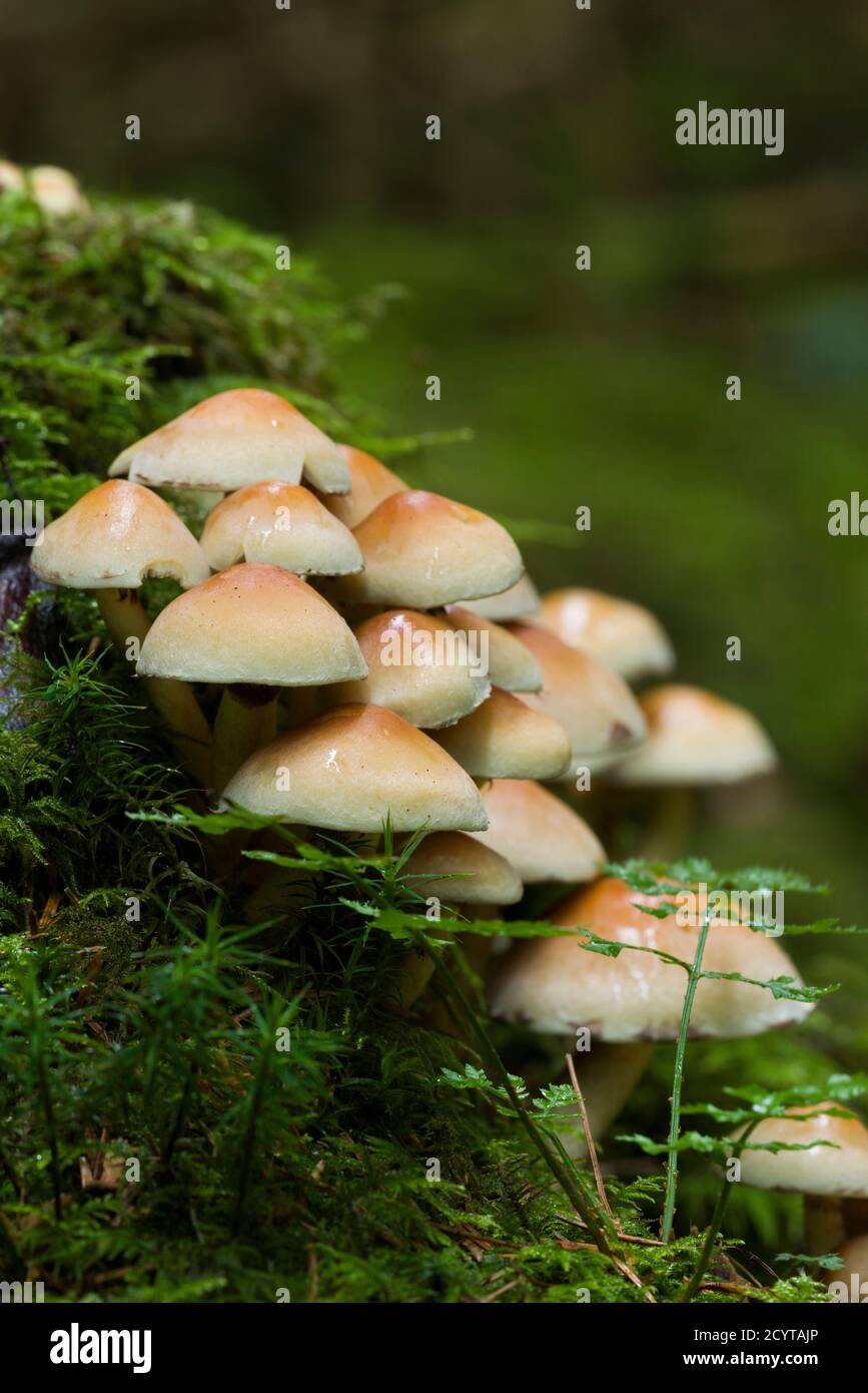 Schwefeltuft (Hypholoma fasciculare) Pilze, oder geclusterte Woodlover, auf einem moosbedeckten Baumstumpf in einem Wald in den Mendip Hills, Somerset, England. Stockfoto