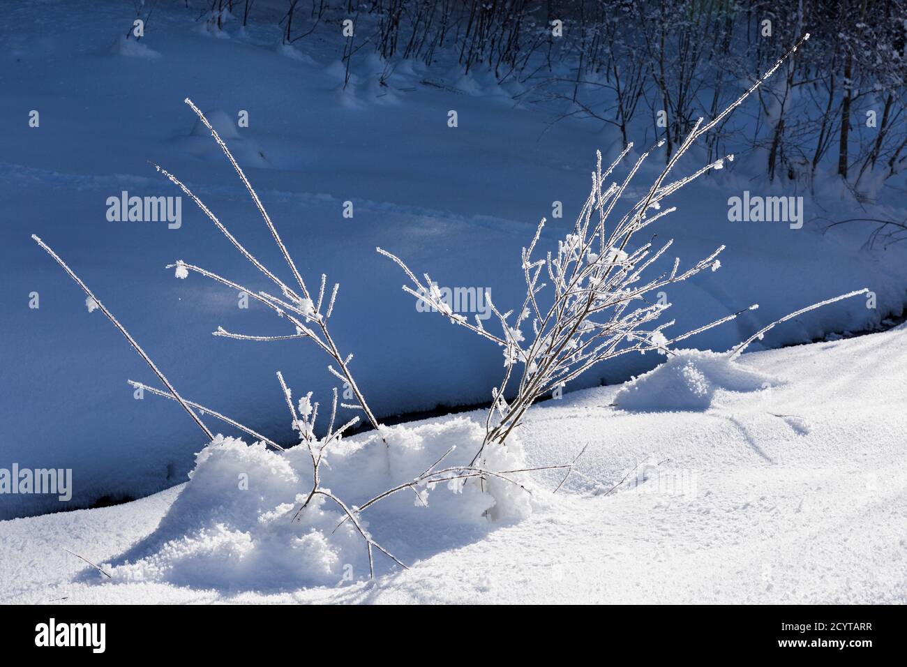 Trettachtal, Bach, Waldrand, Vegetation, verschneit, Oberstdorf, Allgäuer Alpen Stockfoto