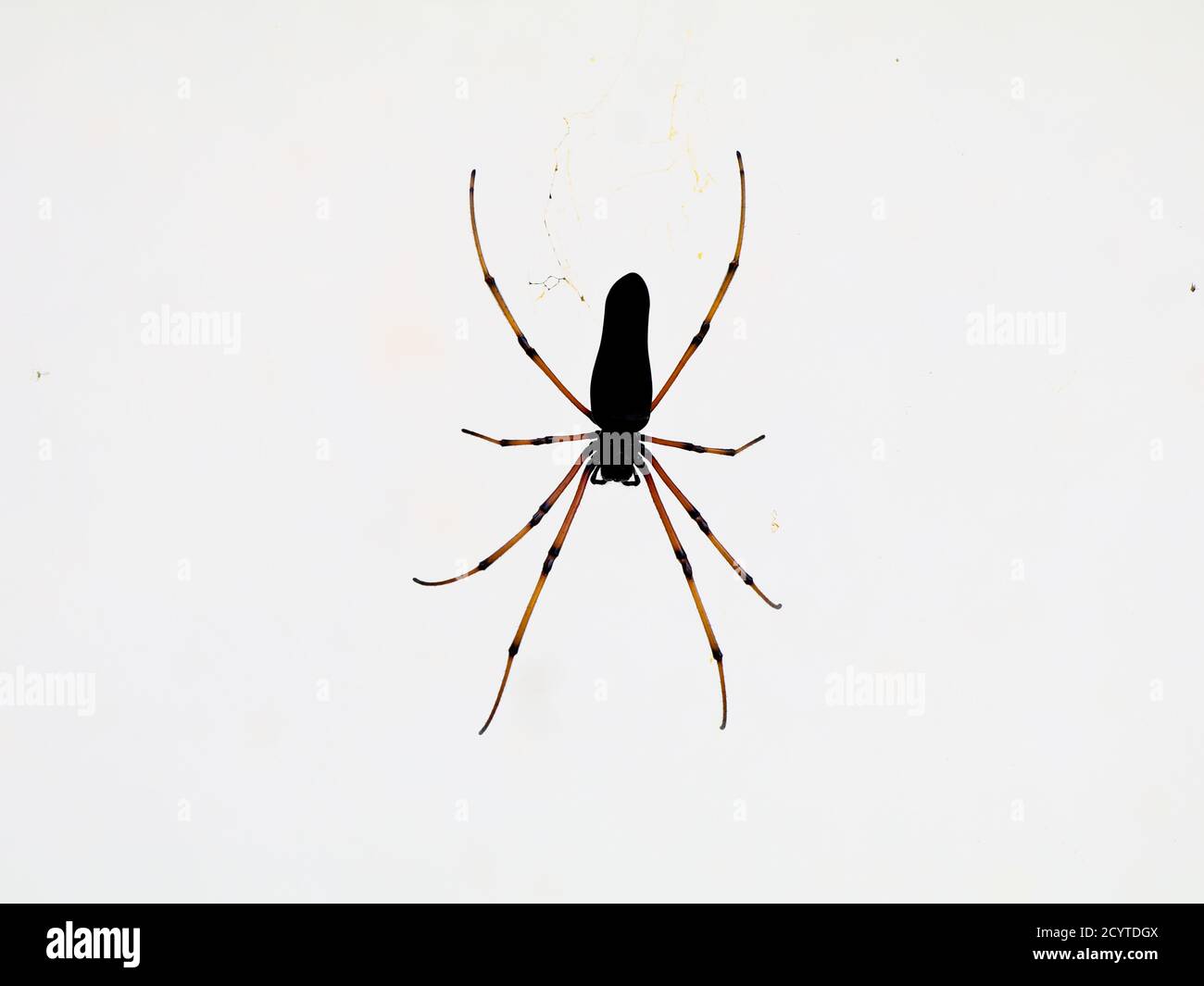 Schwarze Spinne vor weißem Hintergrund, Nahaufnahme Stockfoto