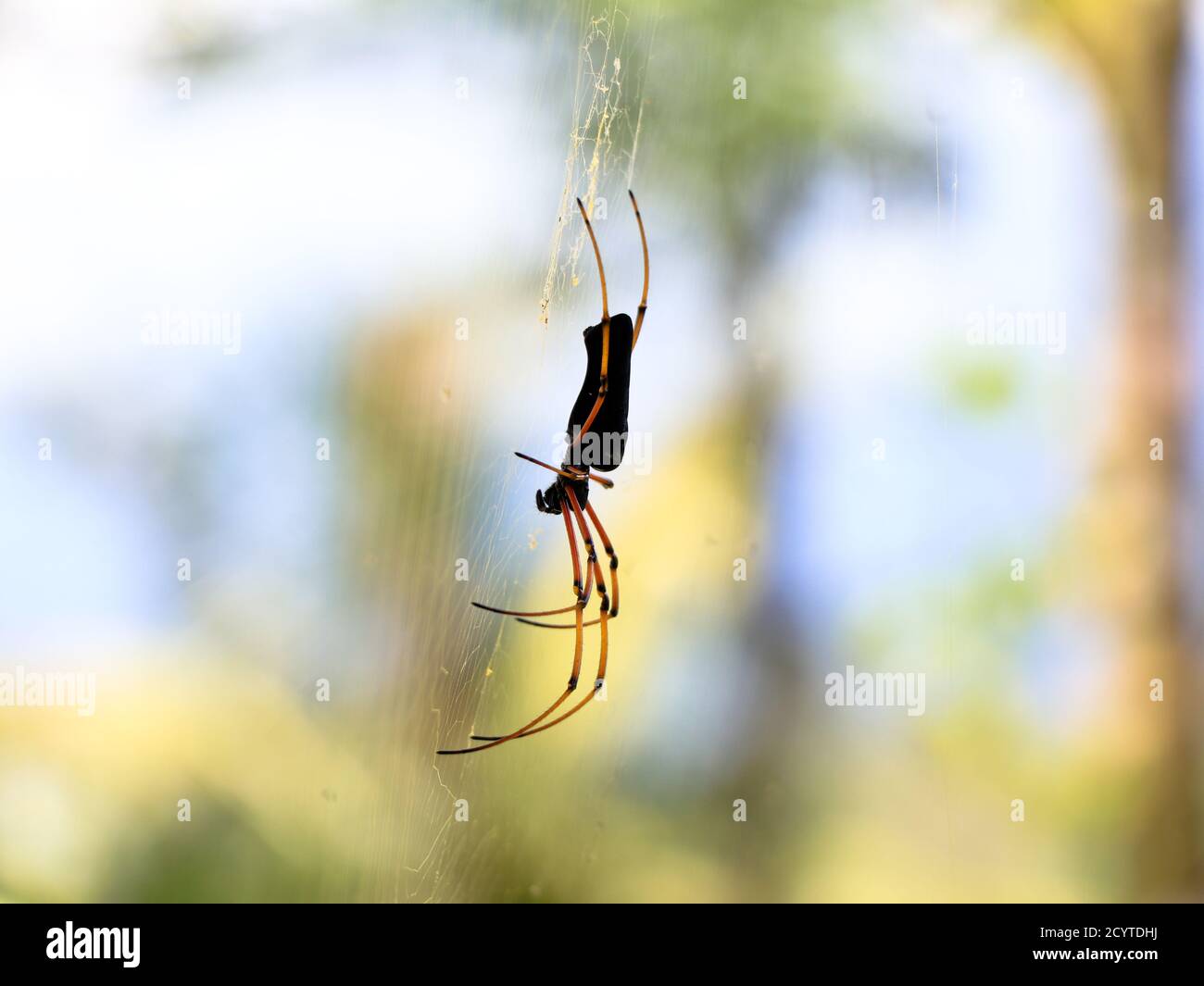 Schwarze Spinne vor weißem Hintergrund, Nahaufnahme Stockfoto