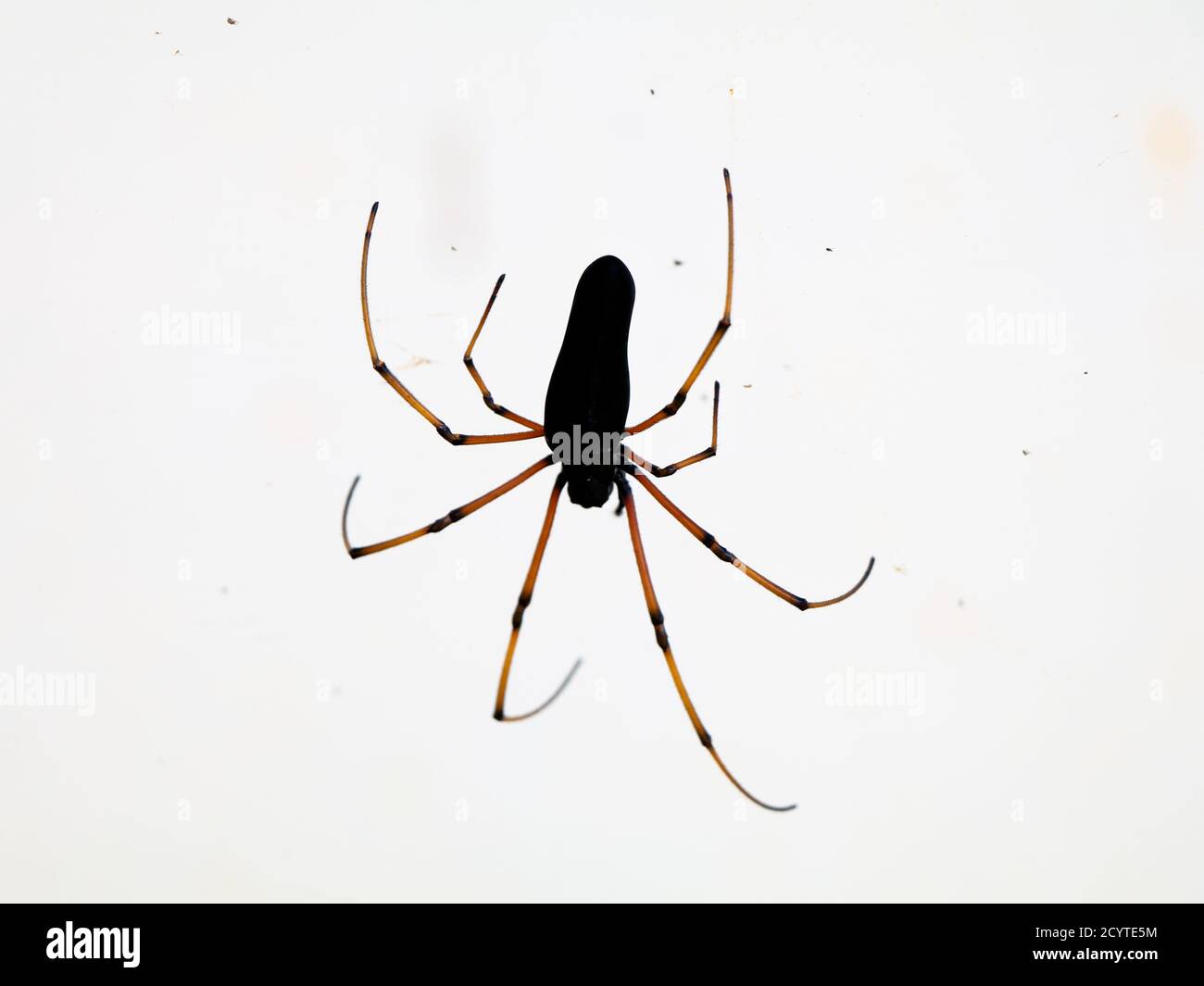 Schwarze Spinne vor weißem Hintergrund, Nahaufnahme Stockfoto