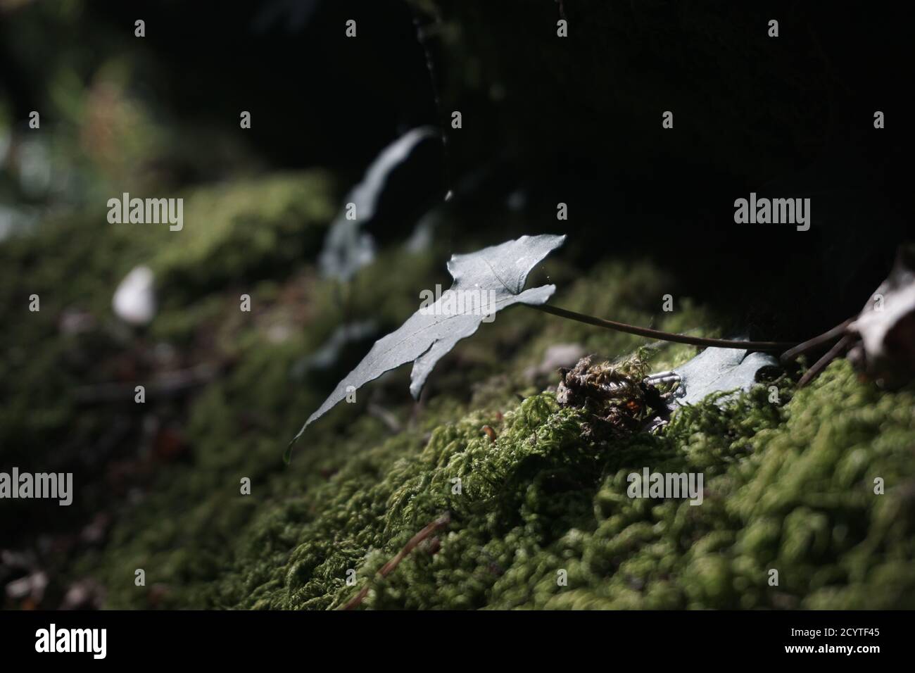 Sommerlicht in französischen Wäldern Stockfoto