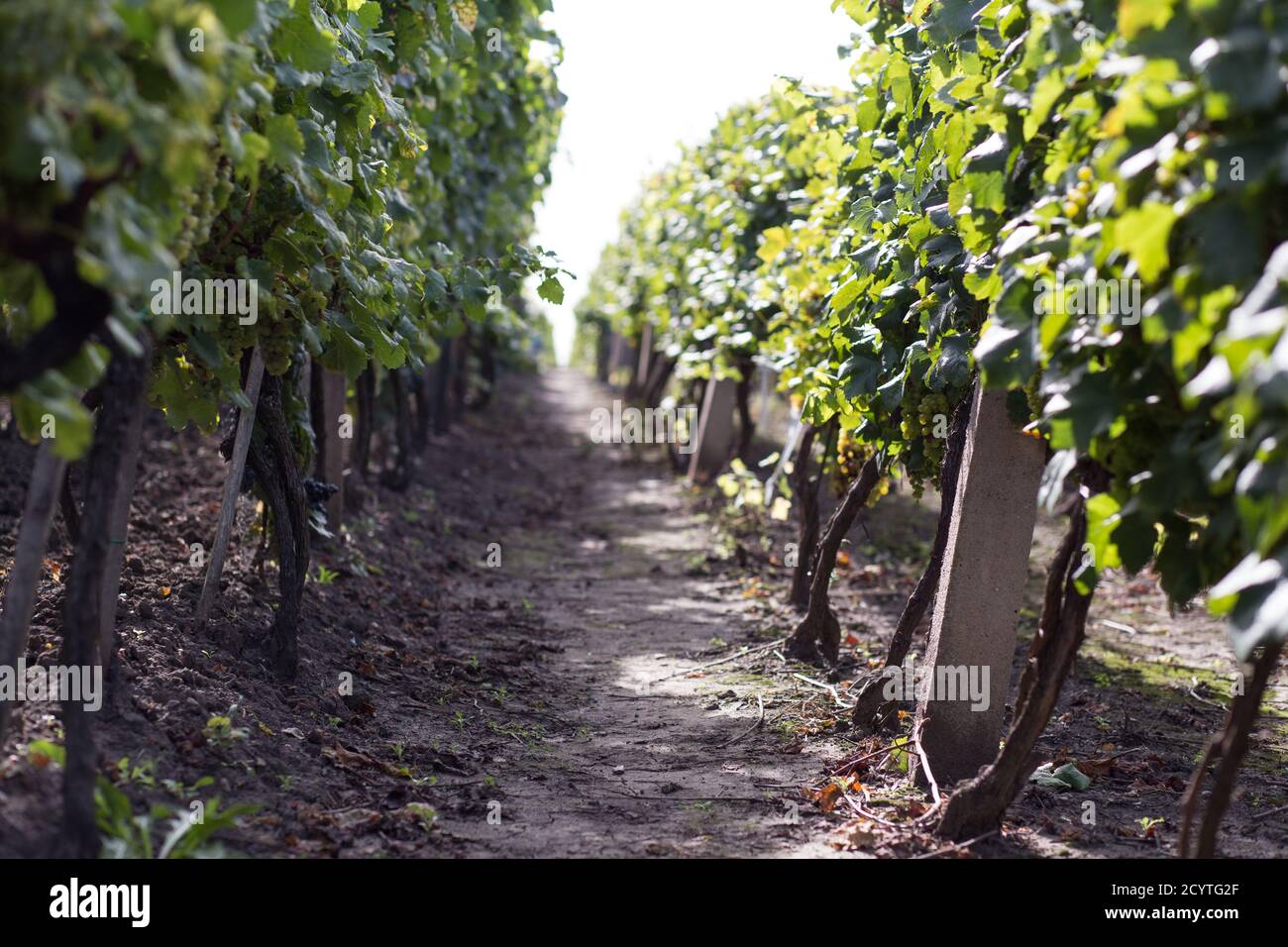 Trauben auf Reben in einem Weingut, Weinberg voller reifer Trauben, Tschechische Republik Stockfoto