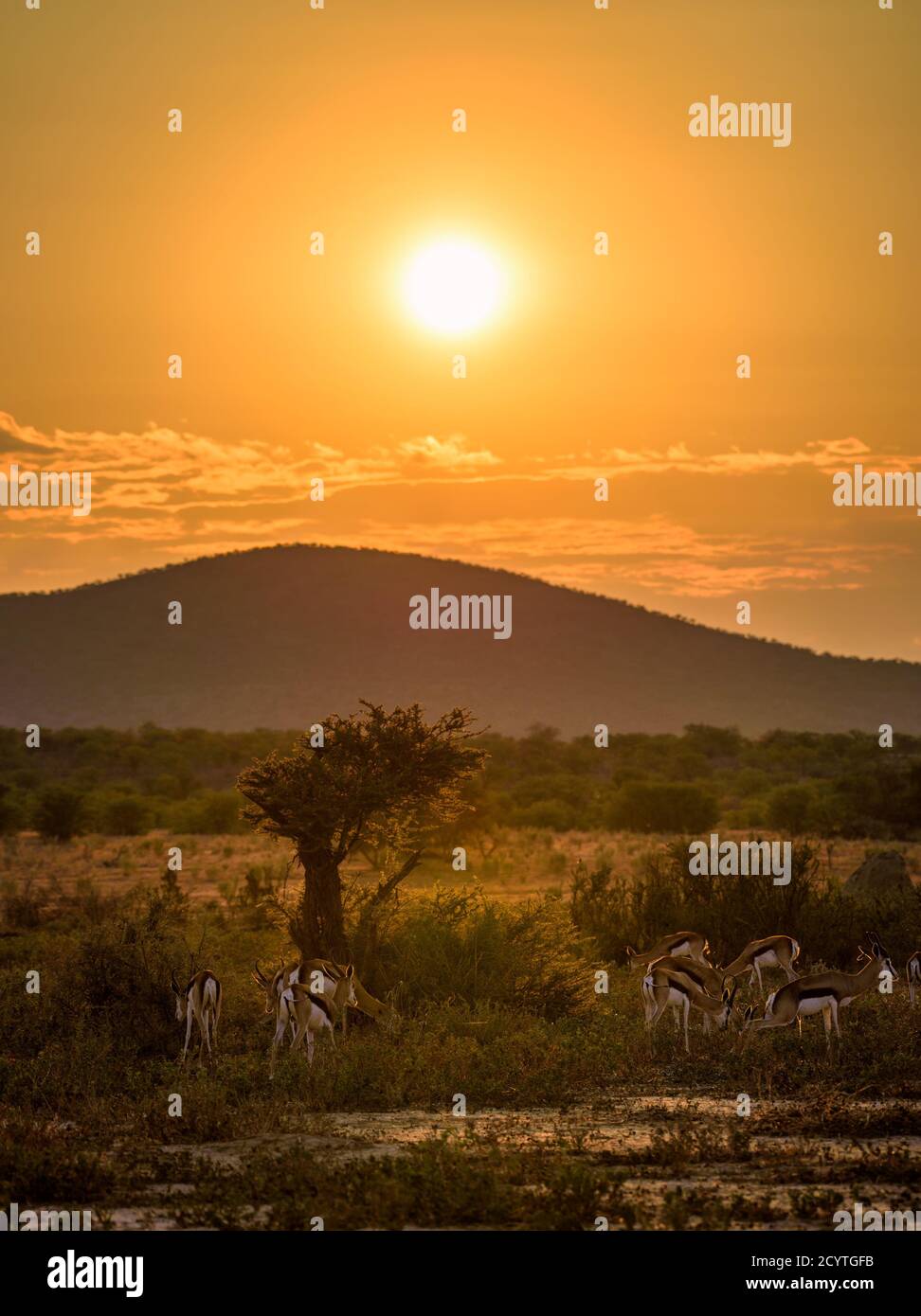 Herde Springbok-Antilopen fotografiert bei Sonnenuntergang in Namibia Stockfoto