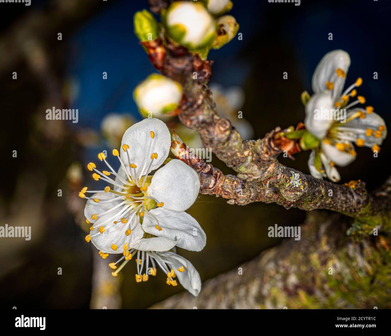 Eine Blüte eines Pflaumenbaums Stockfoto