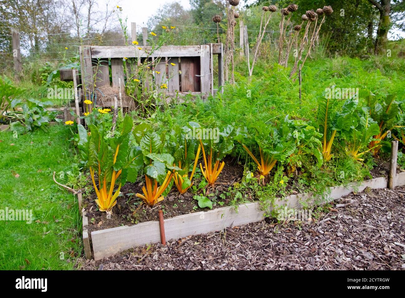 Gelb orange Bright Lights schweizer Mangold wächst in einem Hochbett im Herbst Oktober Garten und Holzpaletten Kompostbehälter in Wales UK KATHY DEWITT Stockfoto