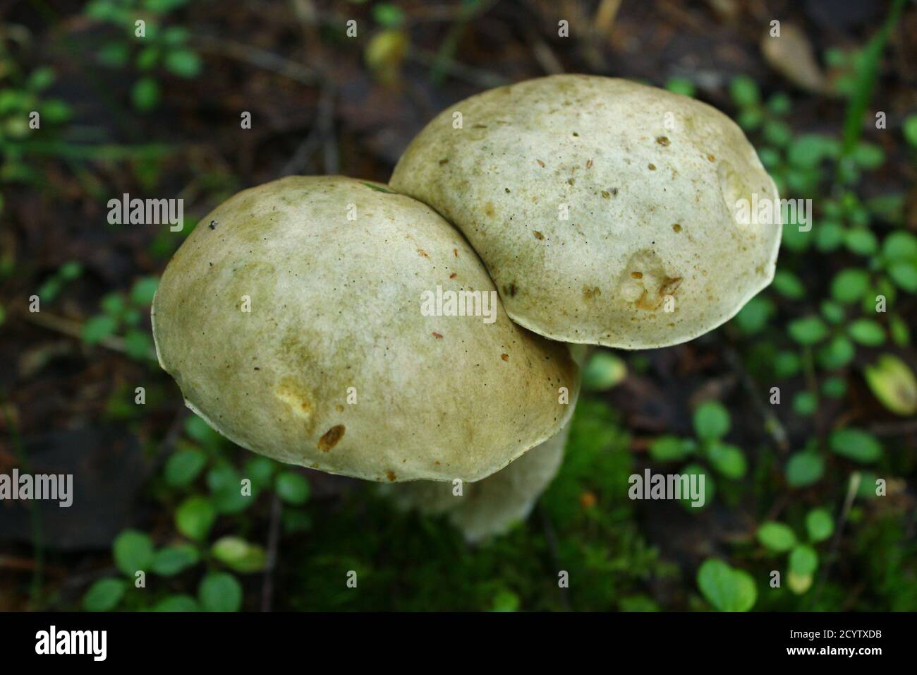 Zwei Pilze wachsen zusammen im Wald Stockfoto