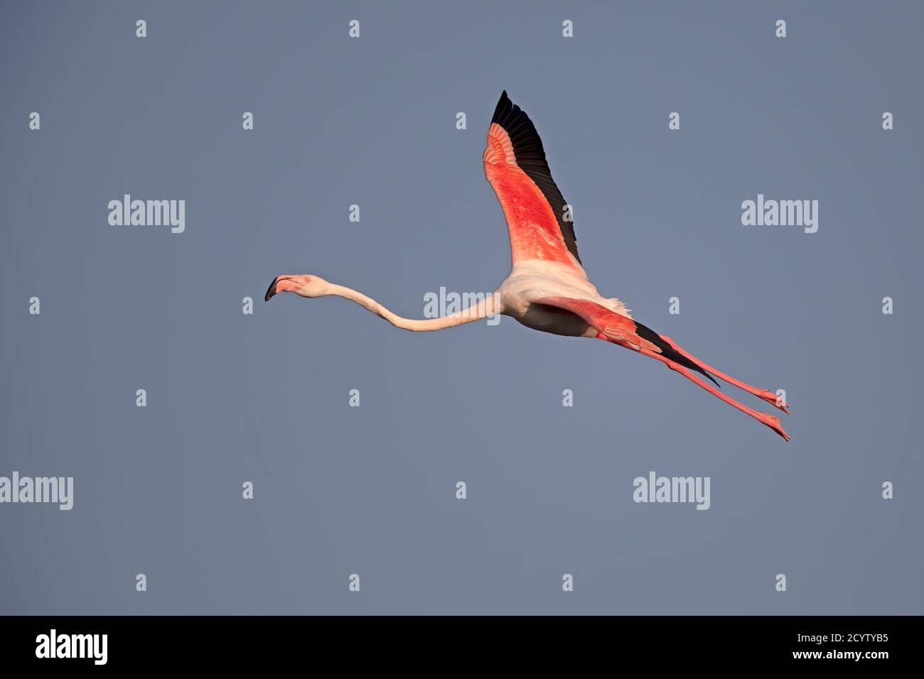 Flamingo Stockfoto